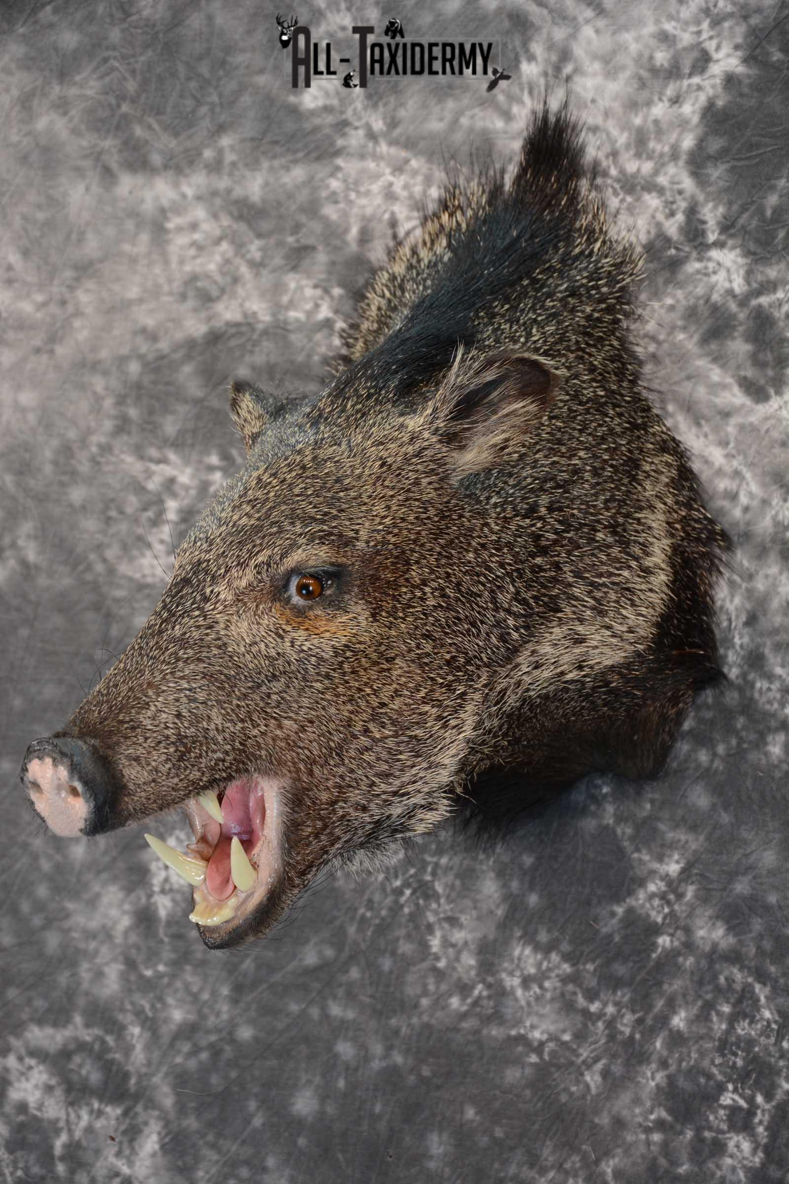 Javelina taxidermy shoulder mount for sale SKU 1627 - Image 5