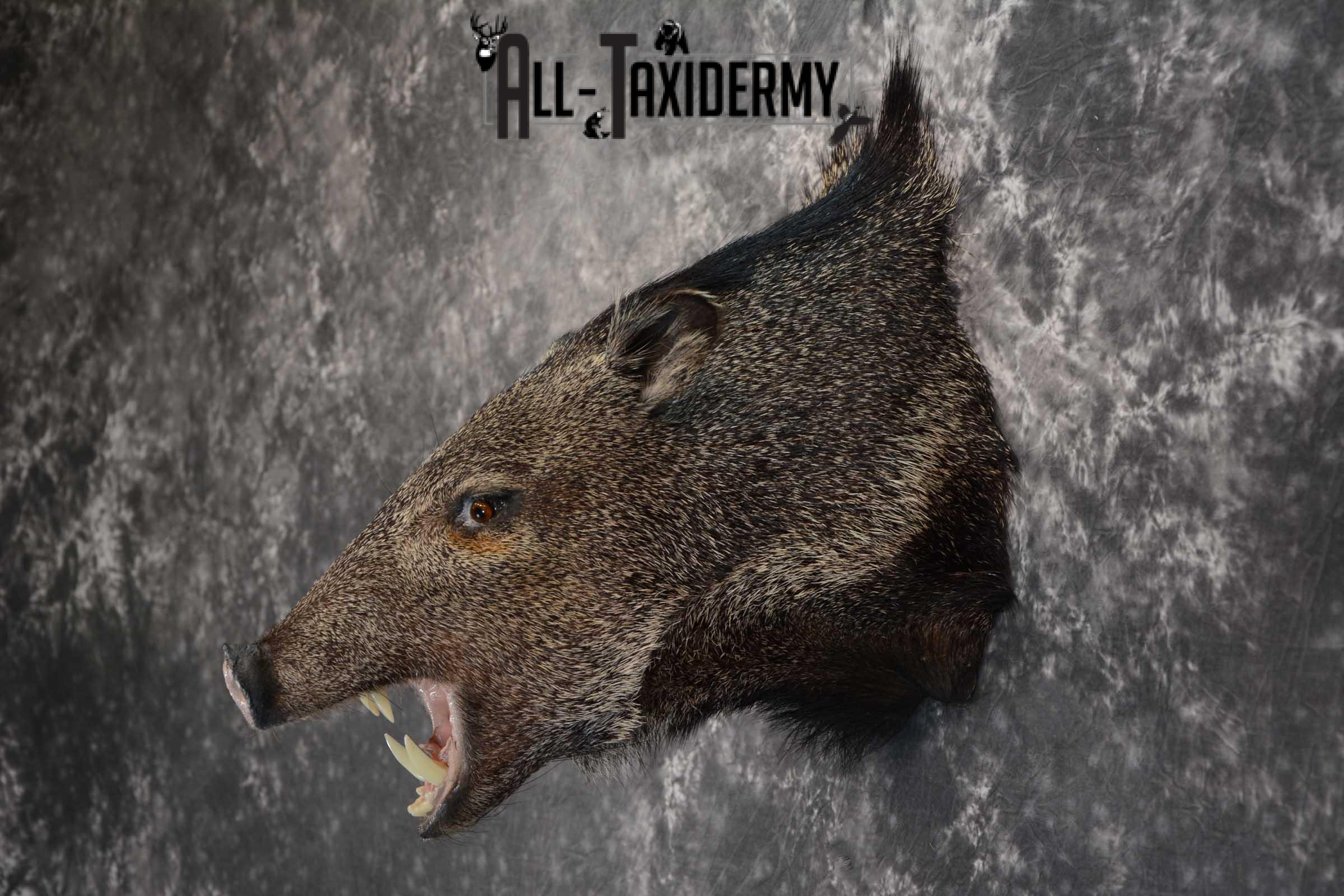 Javelina taxidermy shoulder mount for sale SKU 1627 - Image 4