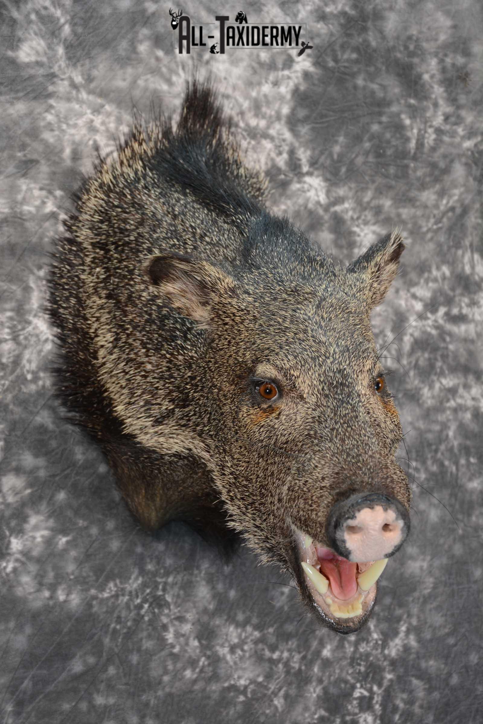 Javelina taxidermy shoulder mount for sale SKU 1627