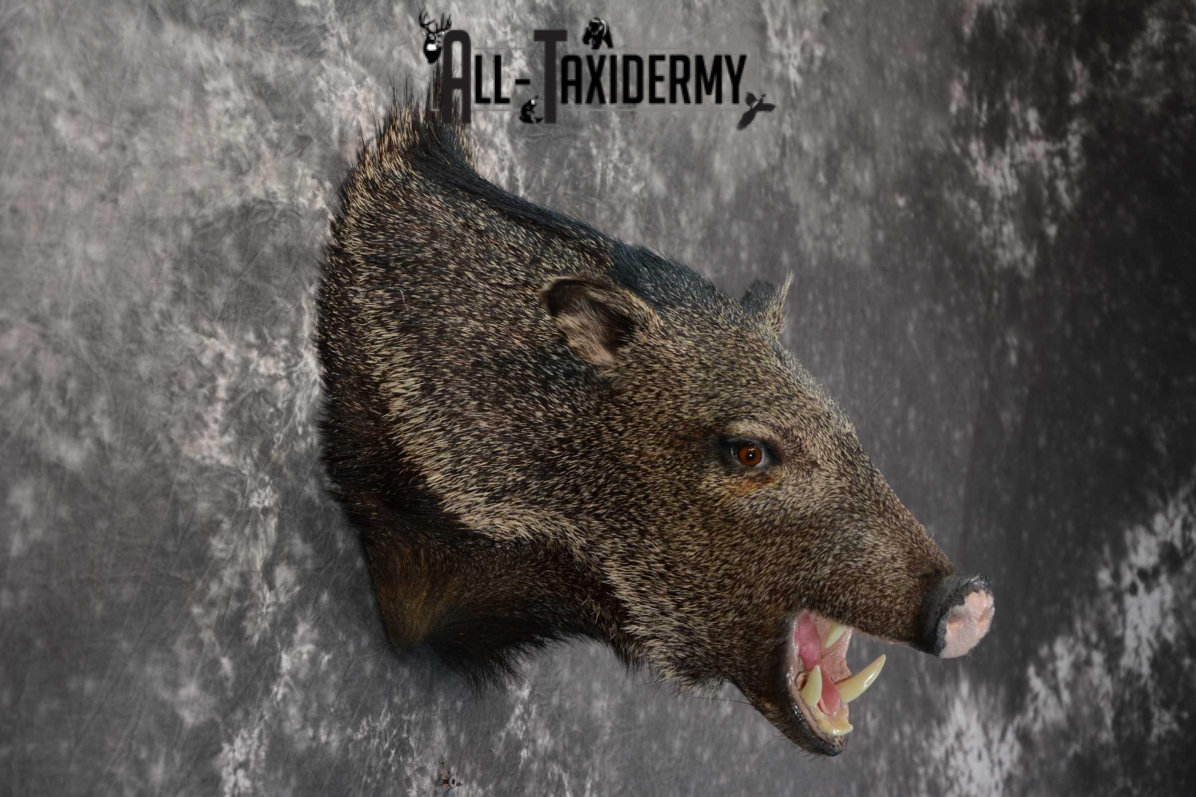 Javelina taxidermy shoulder mount for sale SKU 1627 - Image 2