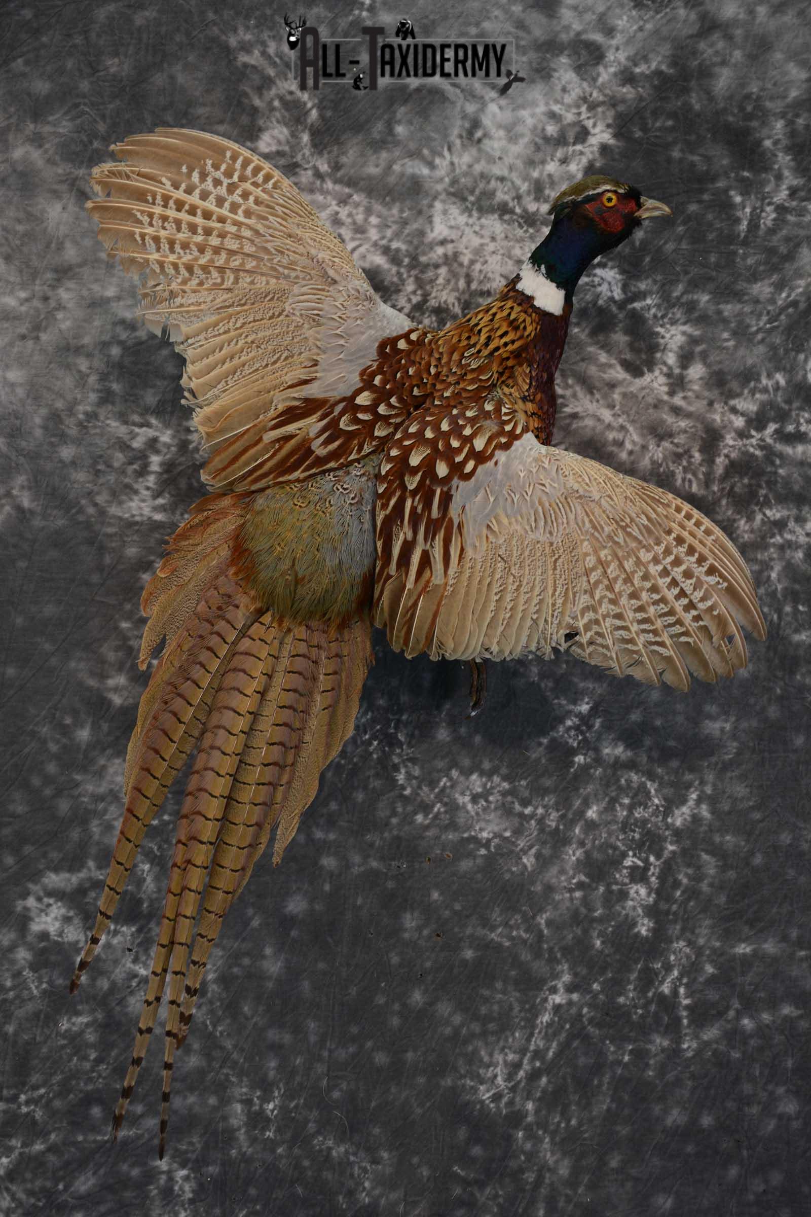Ring Neck Pheasant taxidermy bird mount for sale SKU 1639