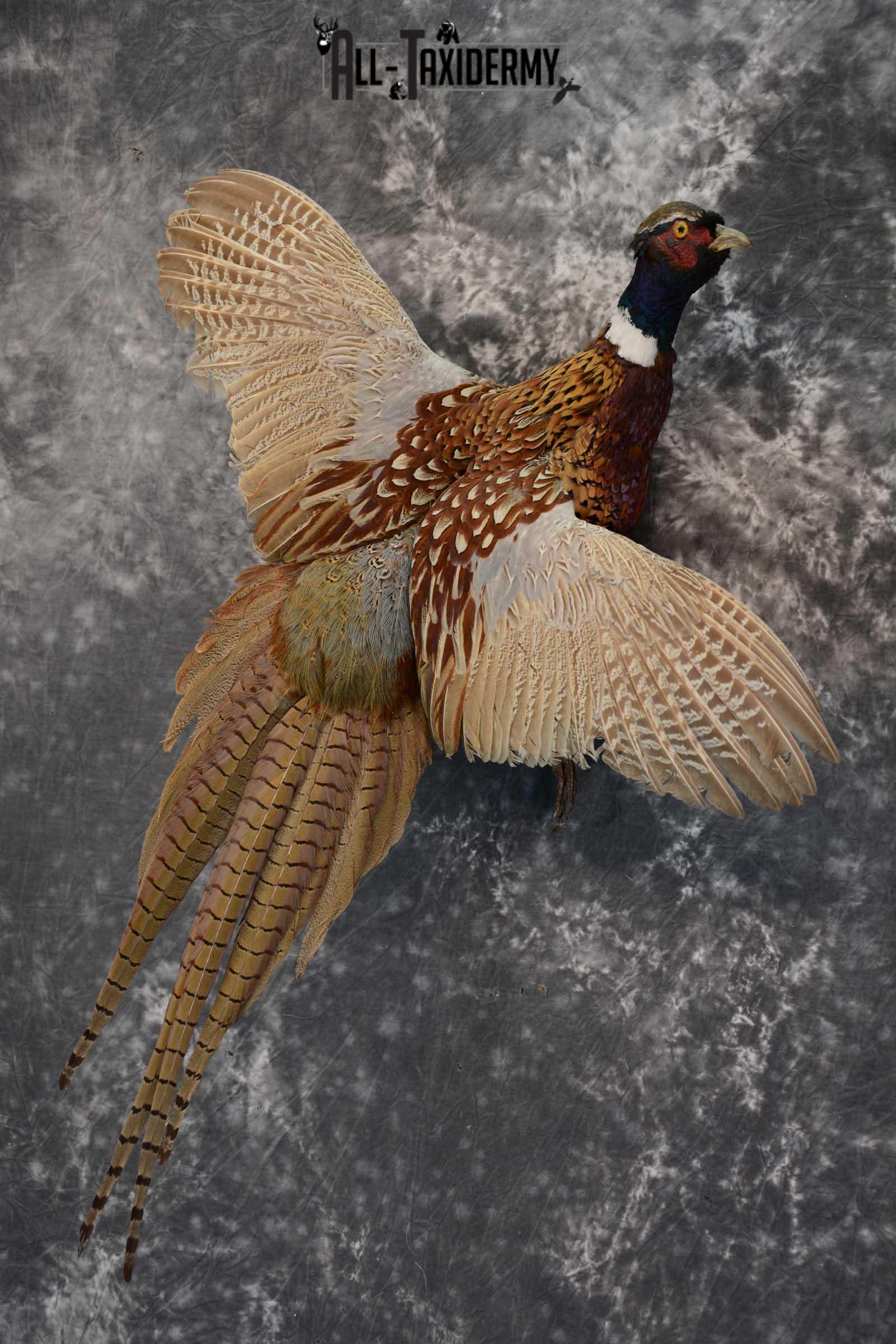 Ring Neck Pheasant taxidermy bird mount for sale SKU 1639 - Image 5