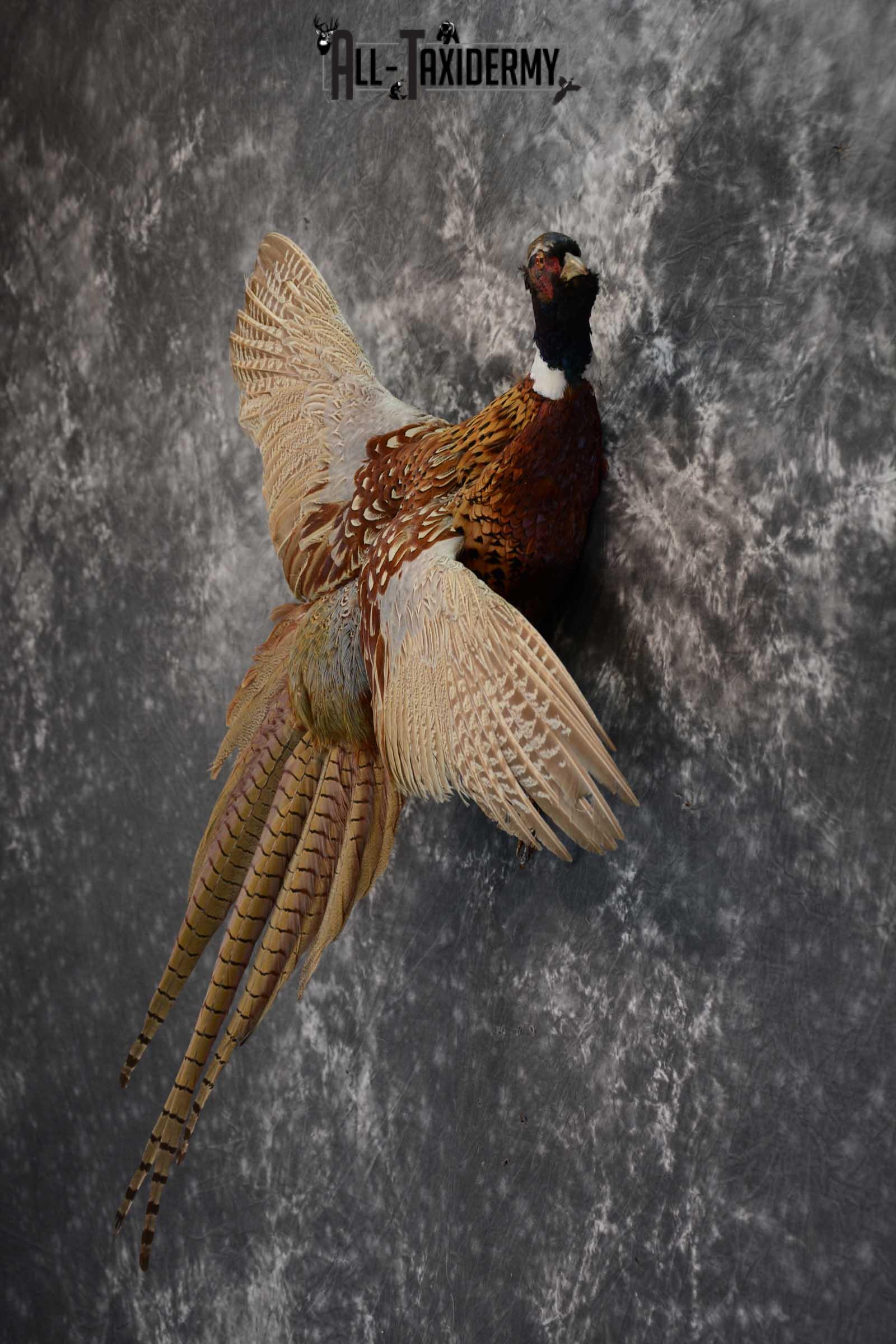 Ring Neck Pheasant taxidermy bird mount for sale SKU 1639 - Image 4