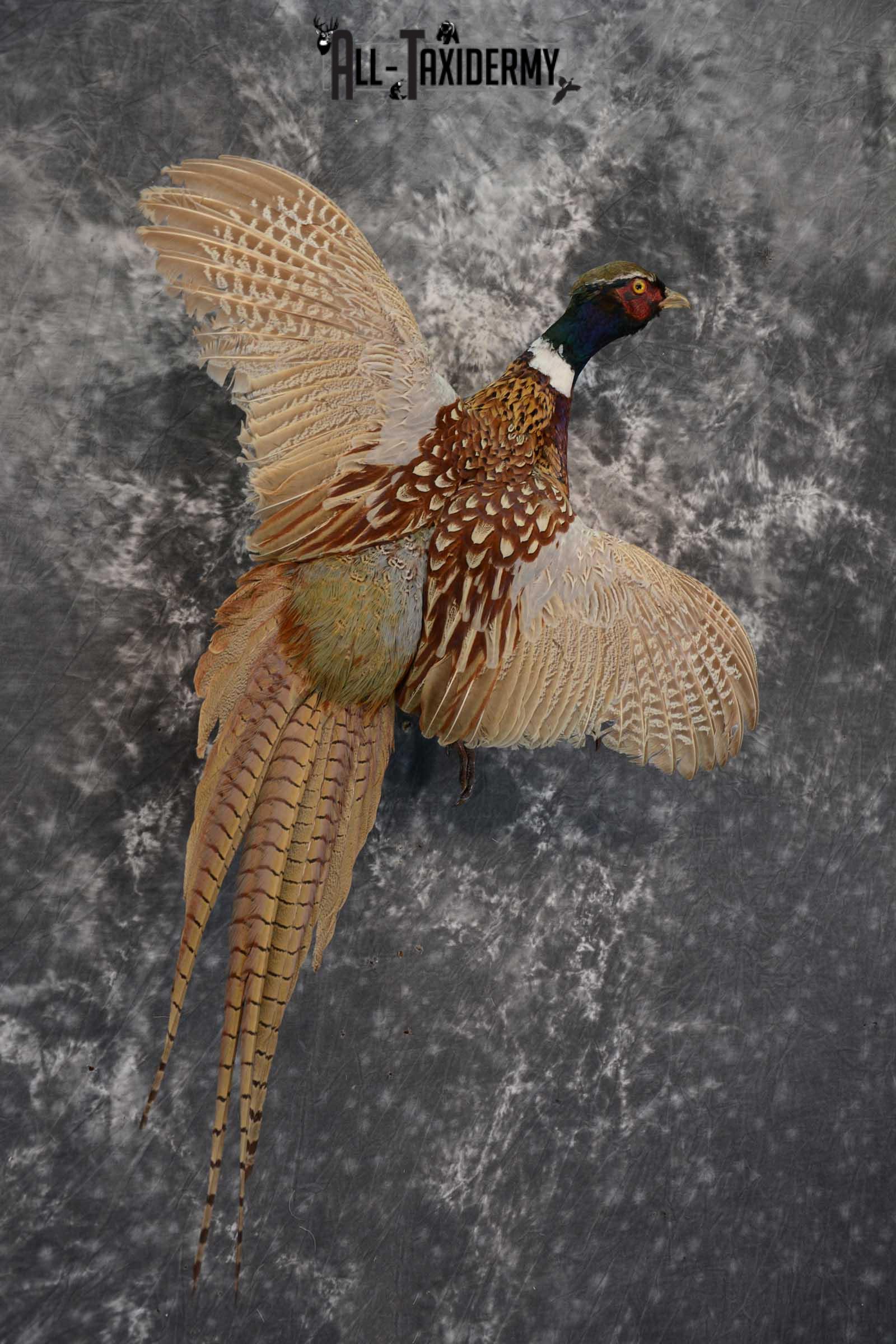 Ring Neck Pheasant taxidermy bird mount for sale SKU 1639 - Image 3