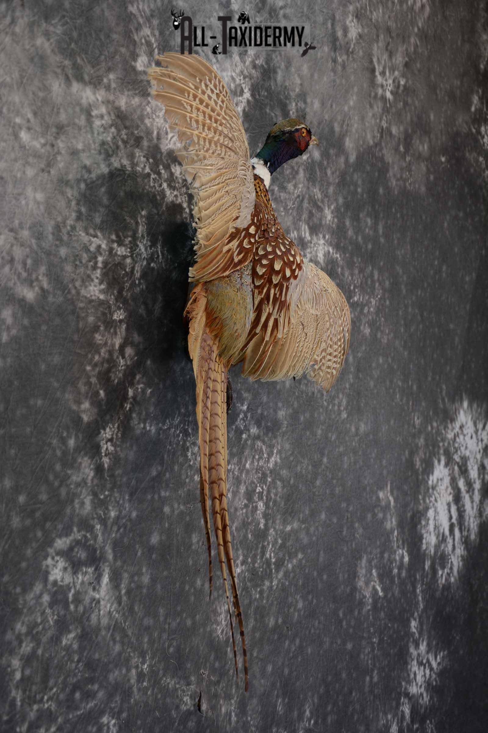 Ring Neck Pheasant taxidermy bird mount for sale SKU 1639 - Image 2