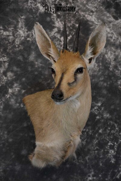 African Duiker wall pedestal taxidermy shoulder mount SKU 1641