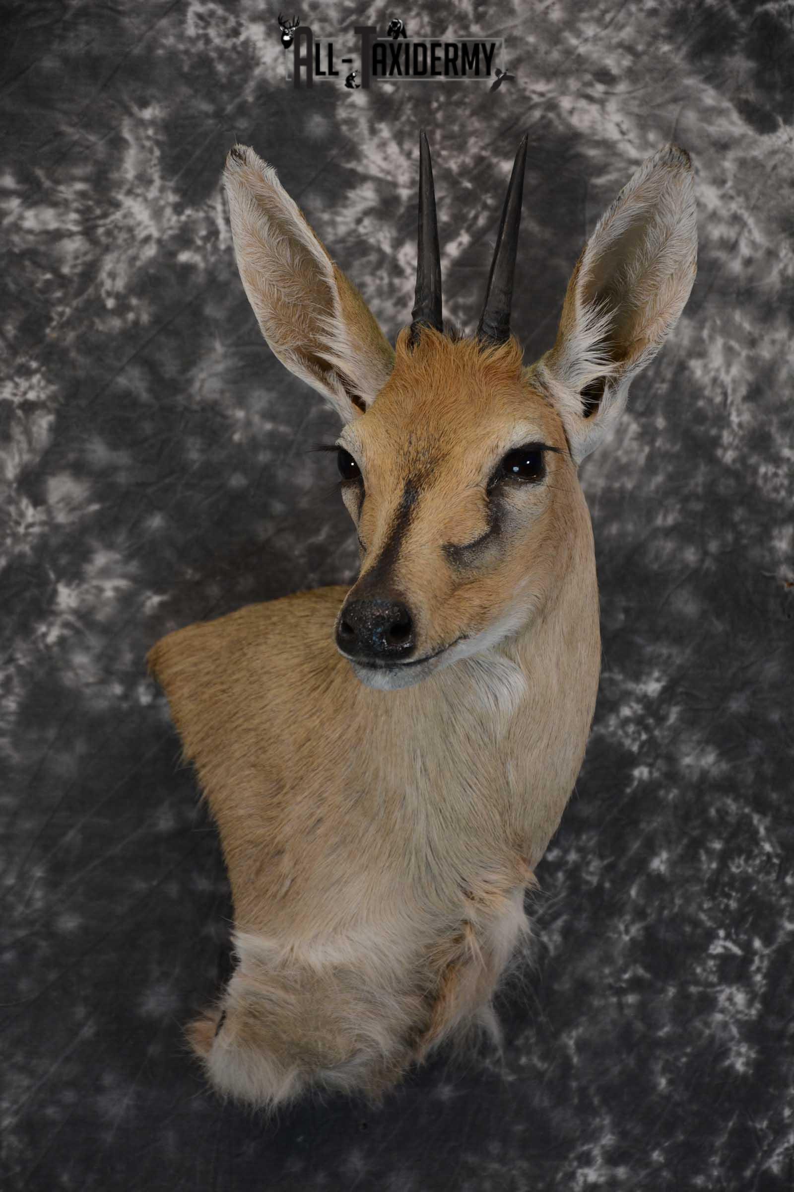 African Duiker wall pedestal taxidermy shoulder mount SKU 1641
