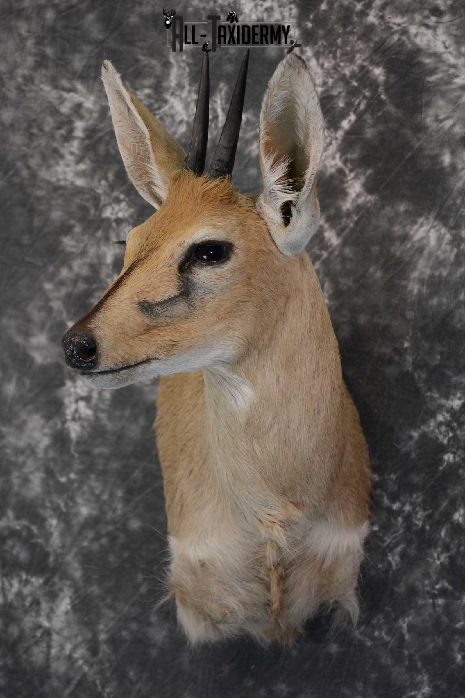 African Duiker wall pedestal taxidermy shoulder mount SKU 1641 - Image 8