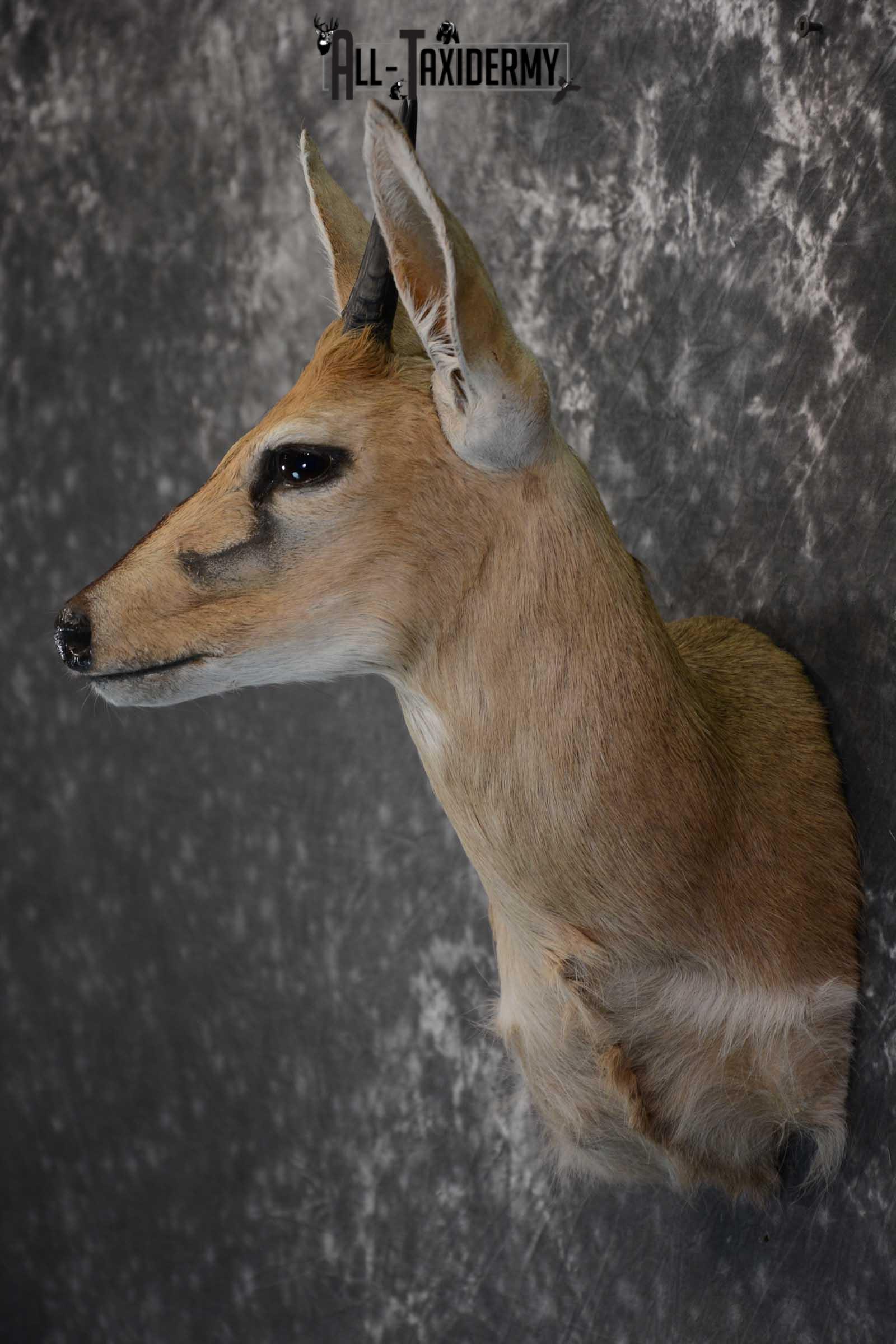 African Duiker wall pedestal taxidermy shoulder mount SKU 1641 - Image 7