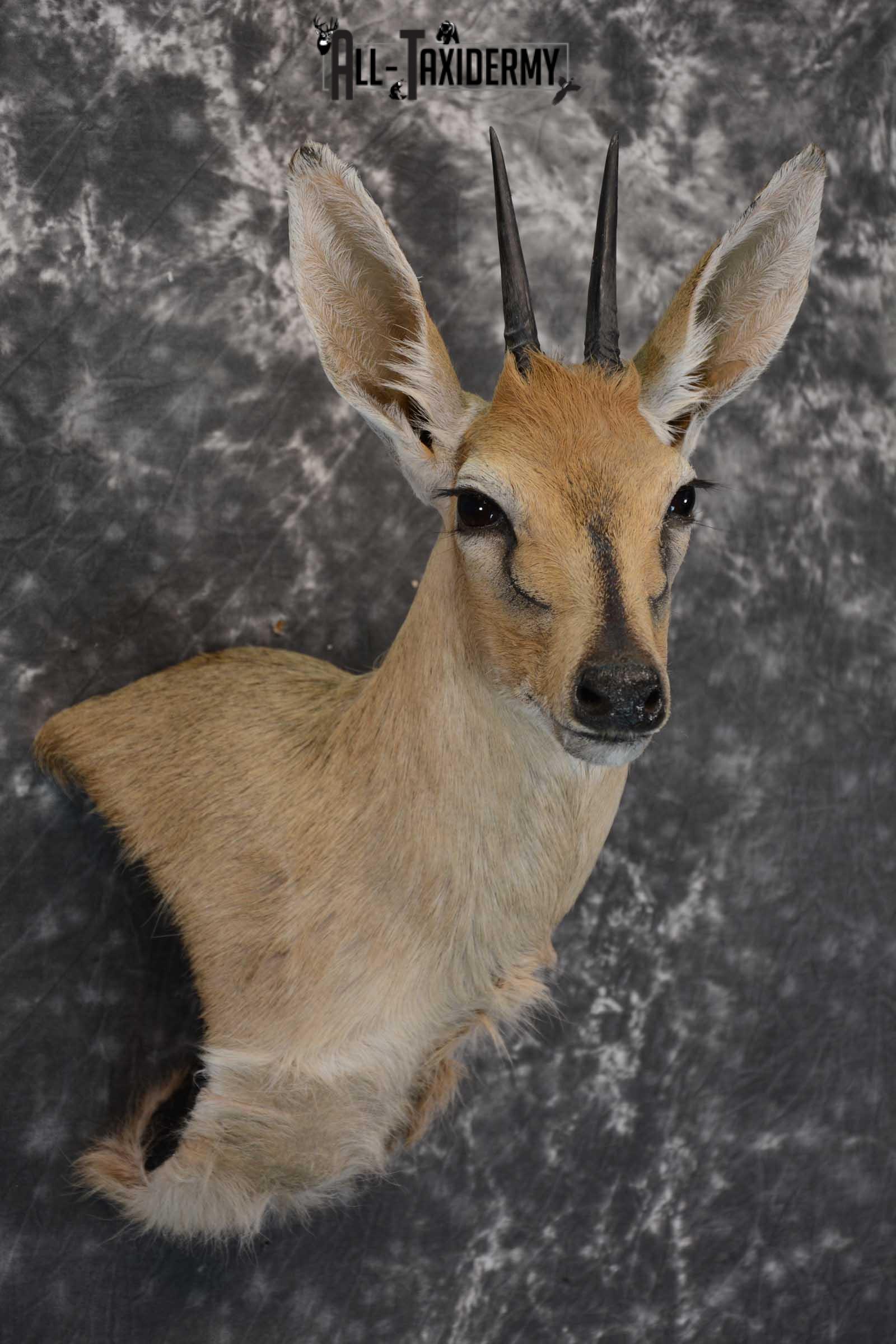 African Duiker wall pedestal taxidermy shoulder mount SKU 1641 - Image 6