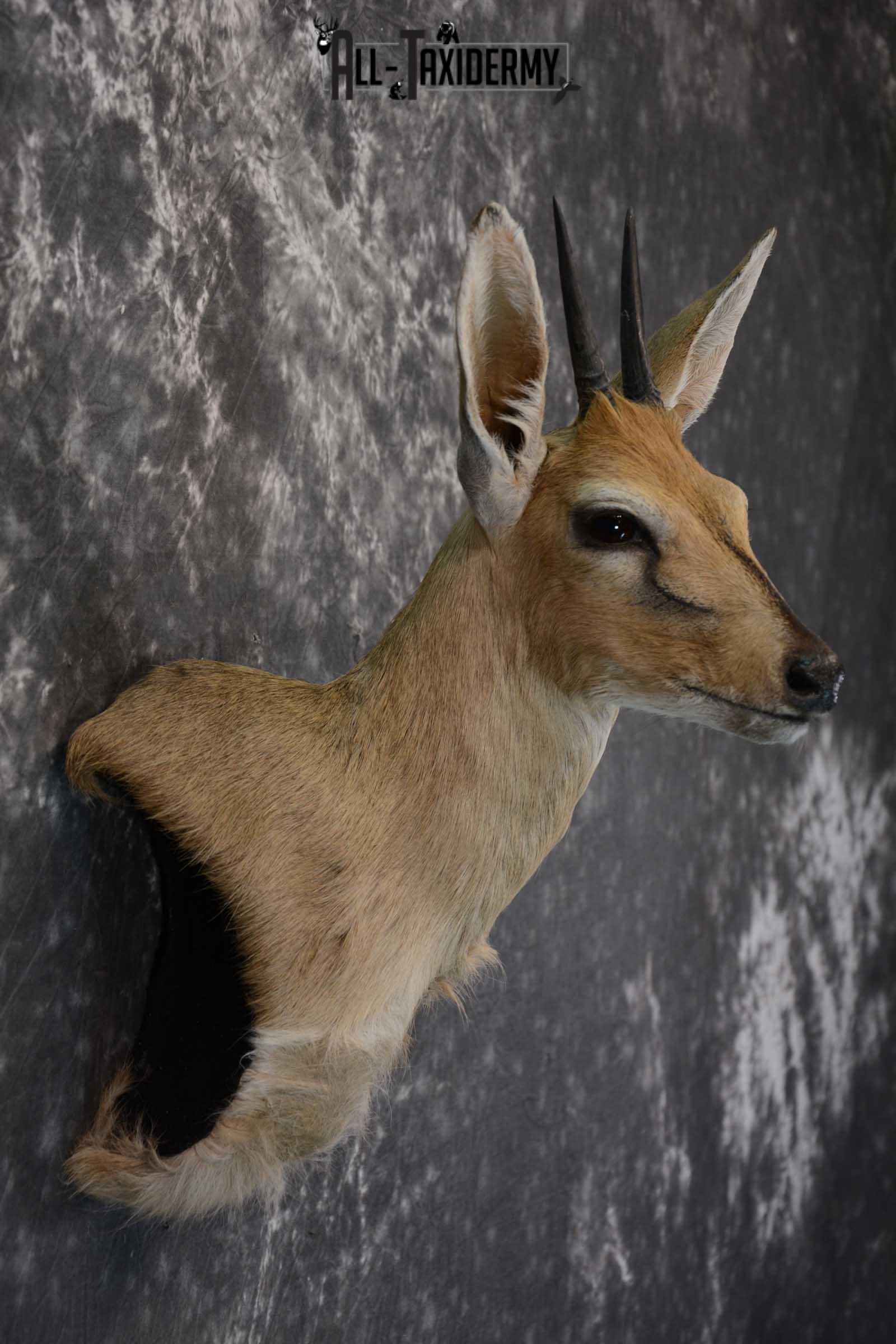 African Duiker wall pedestal taxidermy shoulder mount SKU 1641 - Image 5