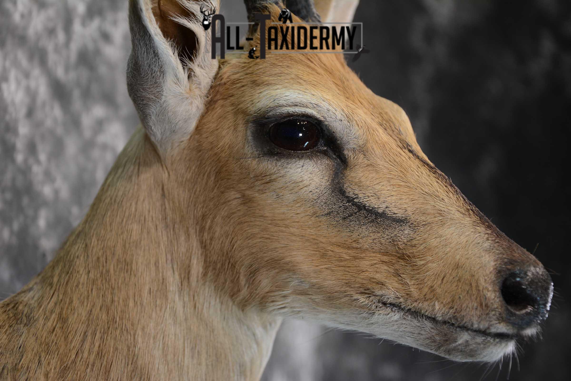 African Duiker wall pedestal taxidermy shoulder mount SKU 1641 - Image 4