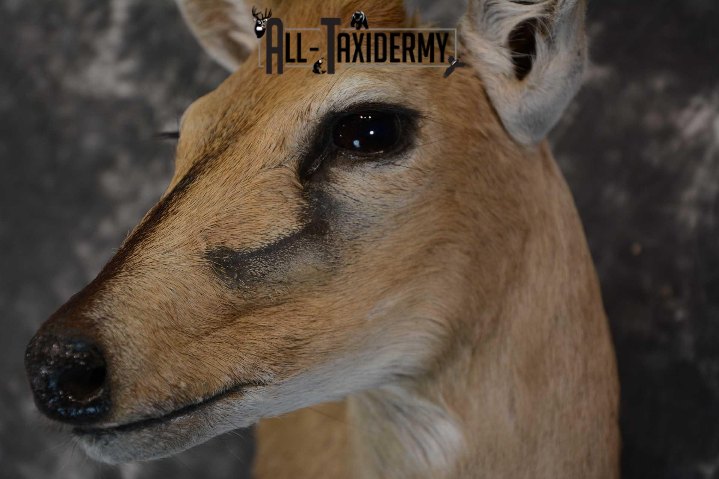 African Duiker wall pedestal taxidermy shoulder mount SKU 1641 - Image 3