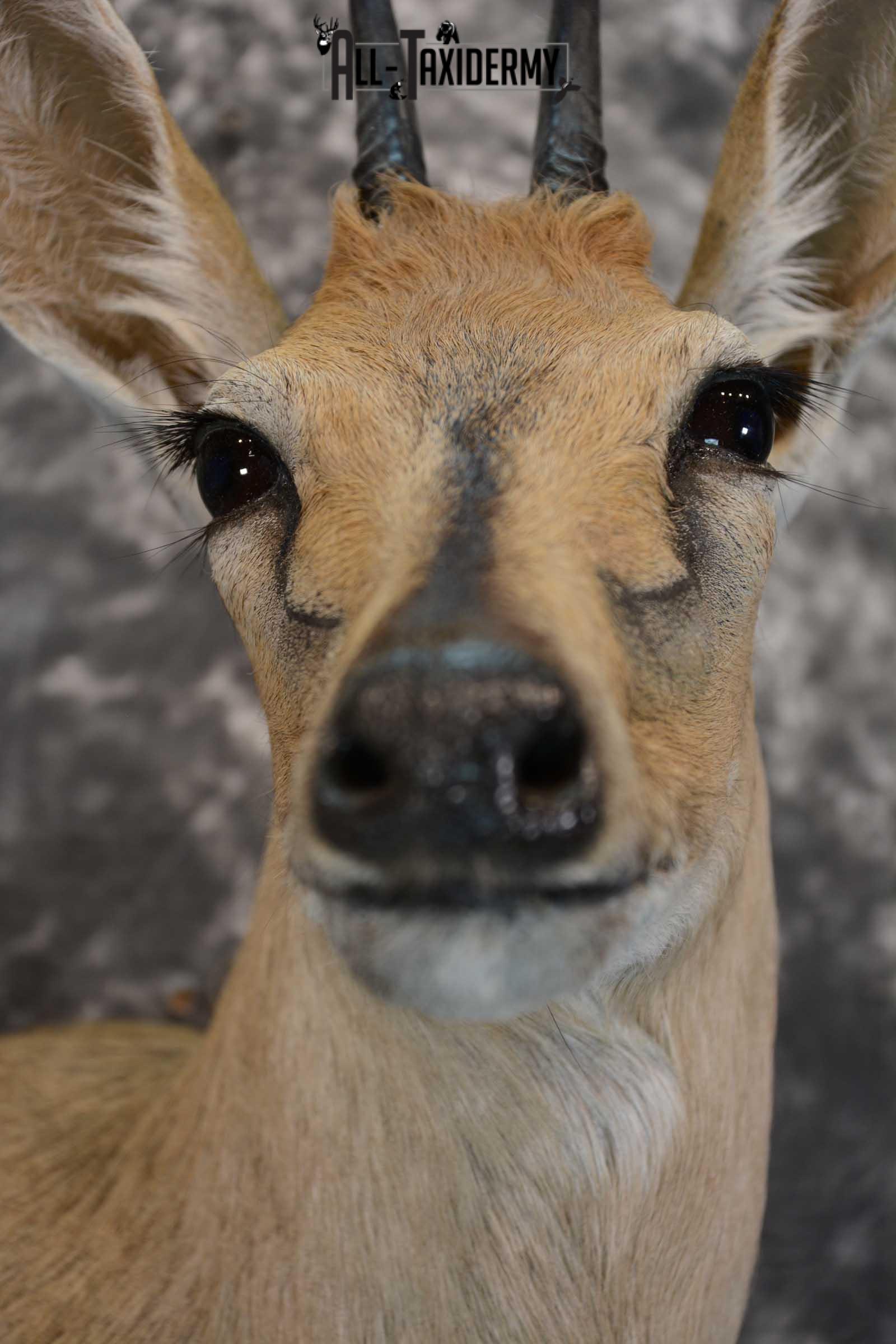 African Duiker wall pedestal taxidermy shoulder mount SKU 1641 - Image 2