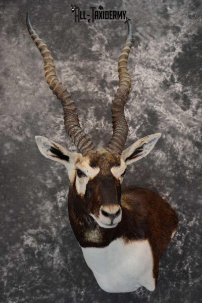 Asian Black Buck taxidermy wall pedestal mount for sale SKU 1642