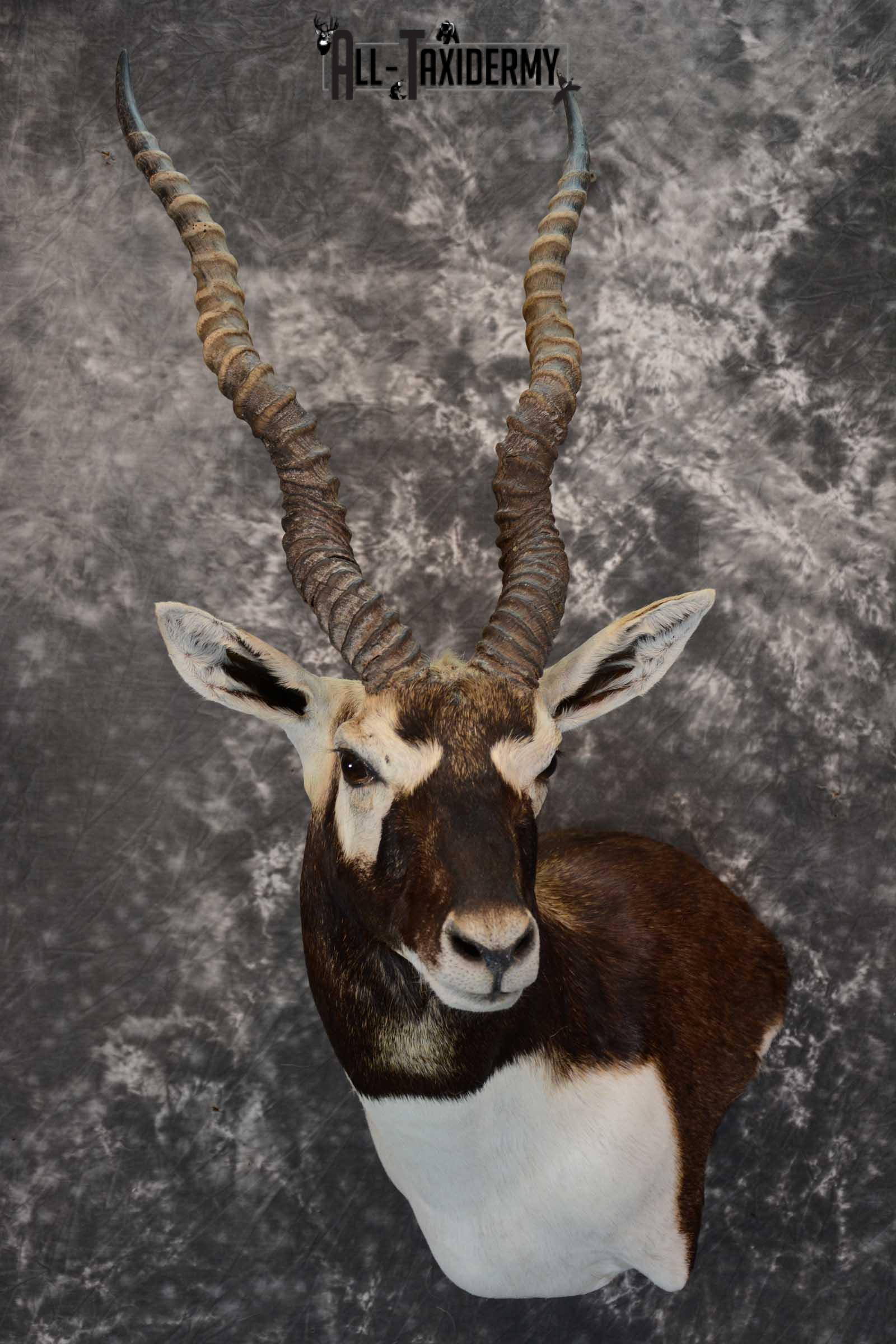 Asian Black Buck taxidermy wall pedestal mount for sale SKU 1642