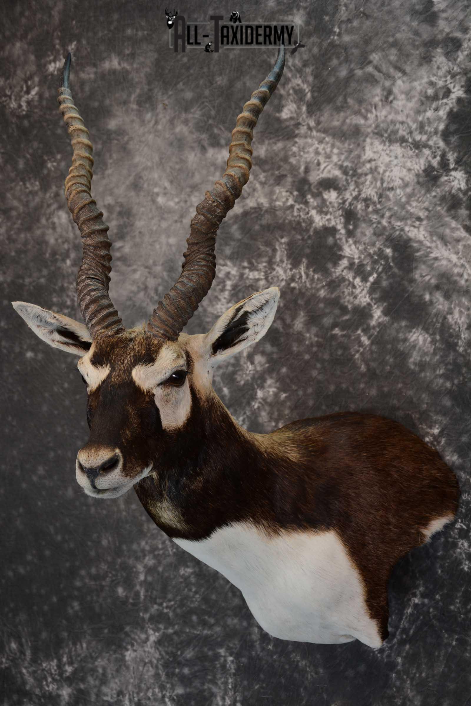 Asian Black Buck taxidermy wall pedestal mount for sale SKU 1642 - Image 9