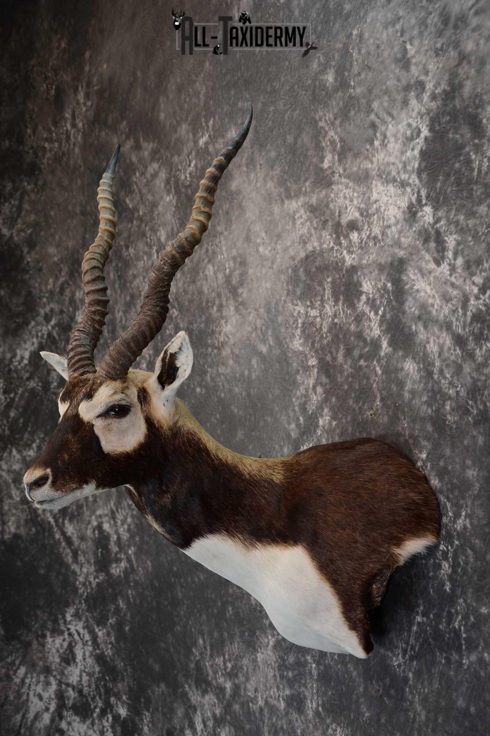 Asian Black Buck taxidermy wall pedestal mount for sale SKU 1642 - Image 8