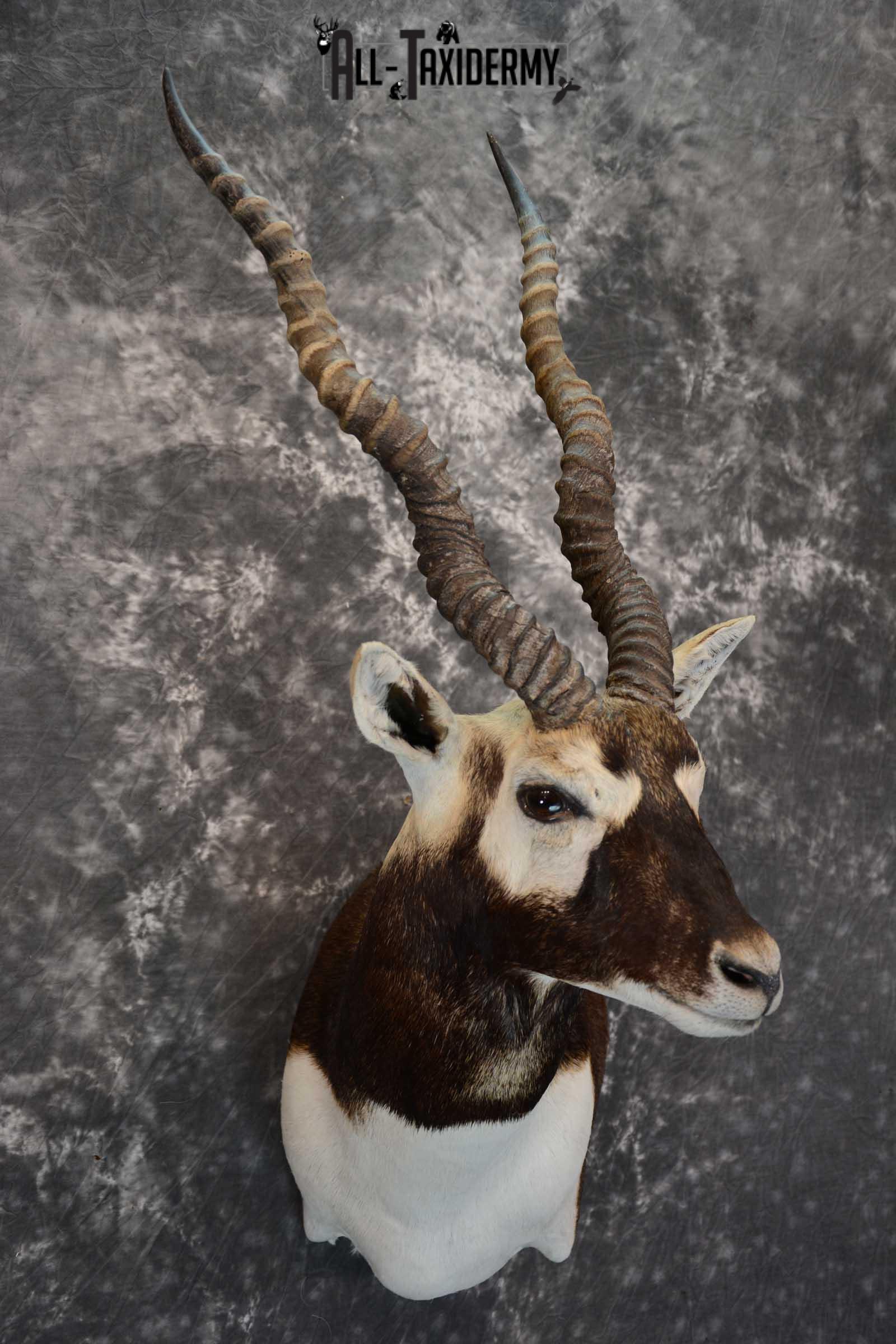 Asian Black Buck taxidermy wall pedestal mount for sale SKU 1642 - Image 6