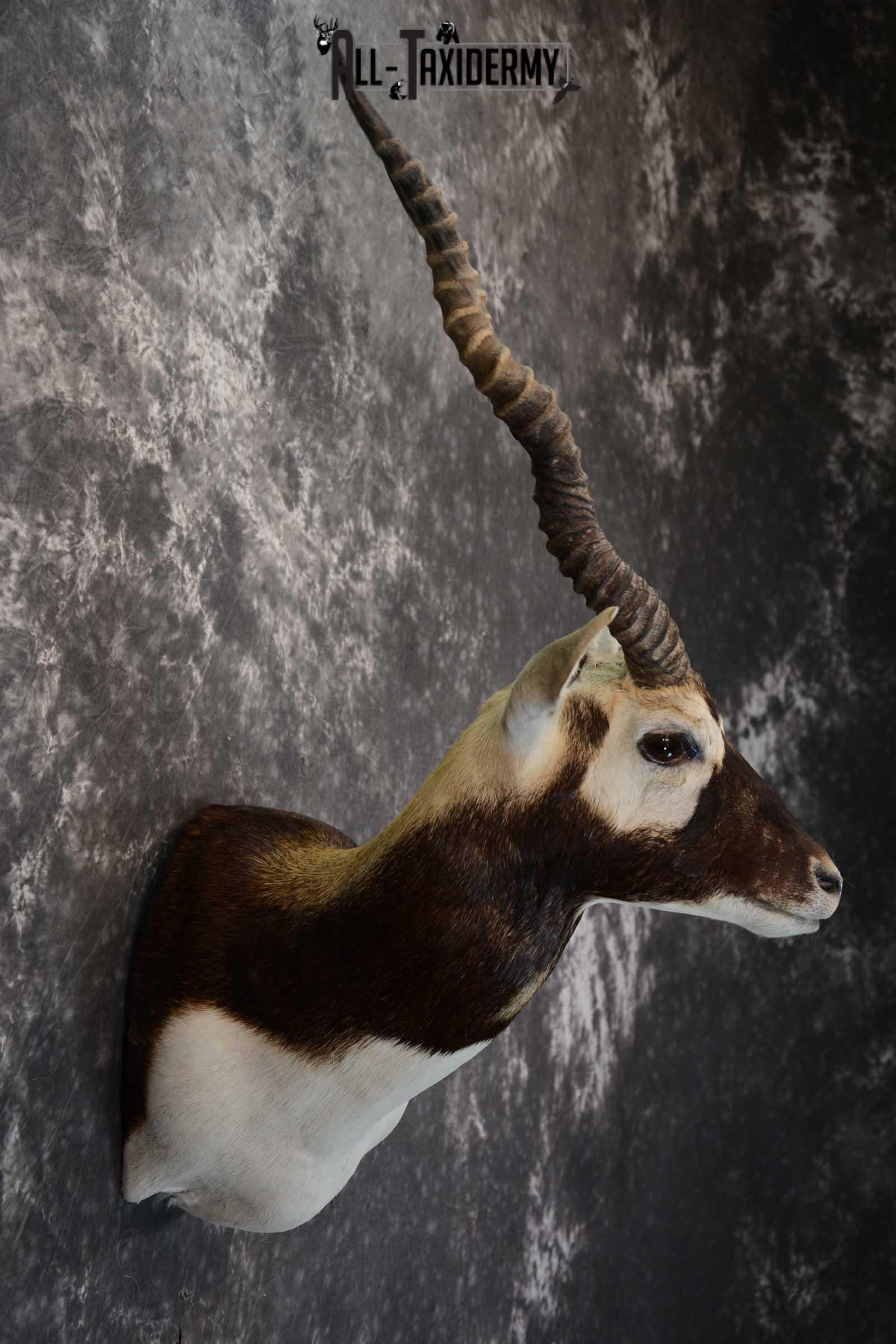 Asian Black Buck taxidermy wall pedestal mount for sale SKU 1642 - Image 5
