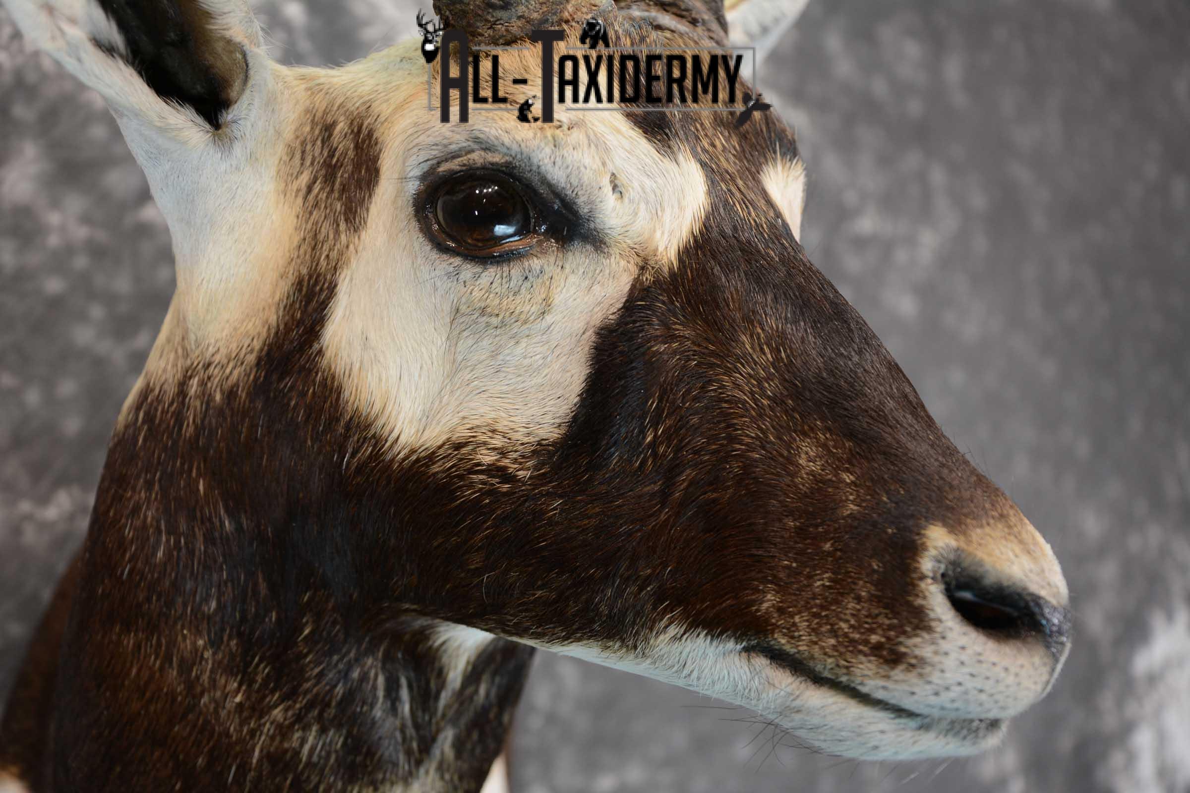 Asian Black Buck taxidermy wall pedestal mount for sale SKU 1642 - Image 4