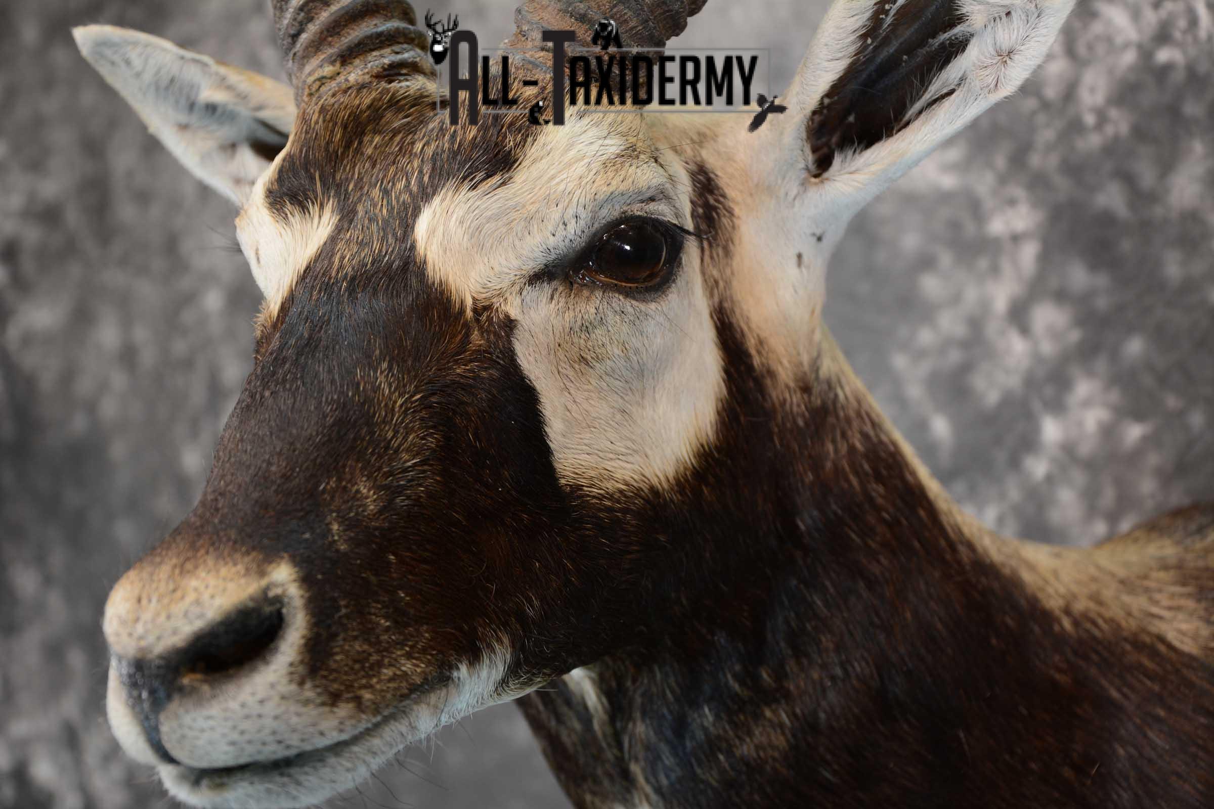 Asian Black Buck taxidermy wall pedestal mount for sale SKU 1642 - Image 3