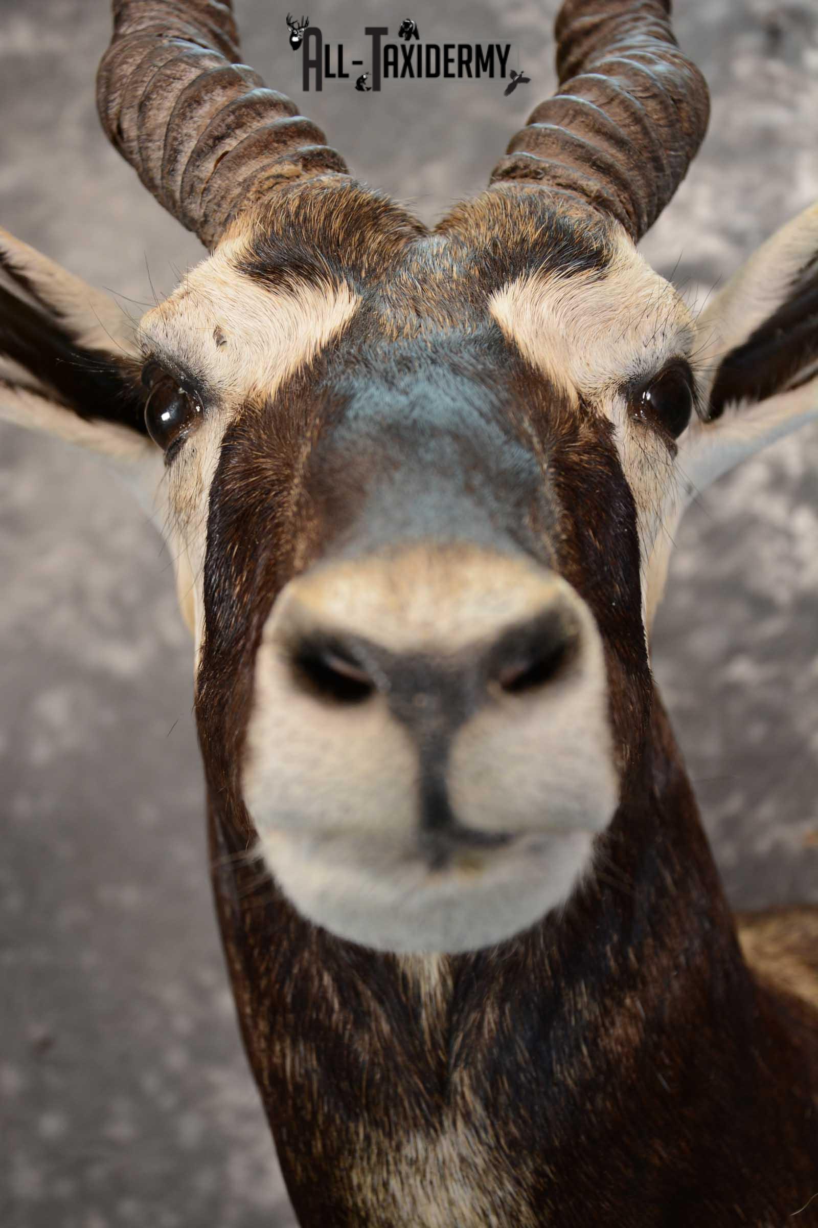 Asian Black Buck taxidermy wall pedestal mount for sale SKU 1642 - Image 2