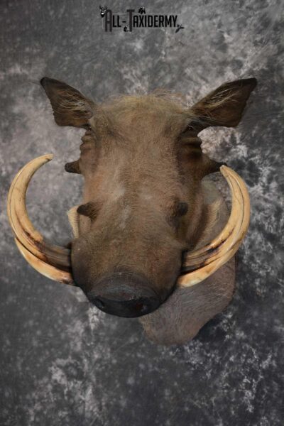 African Warthog Taxidermy shoulder mount SKU 1644