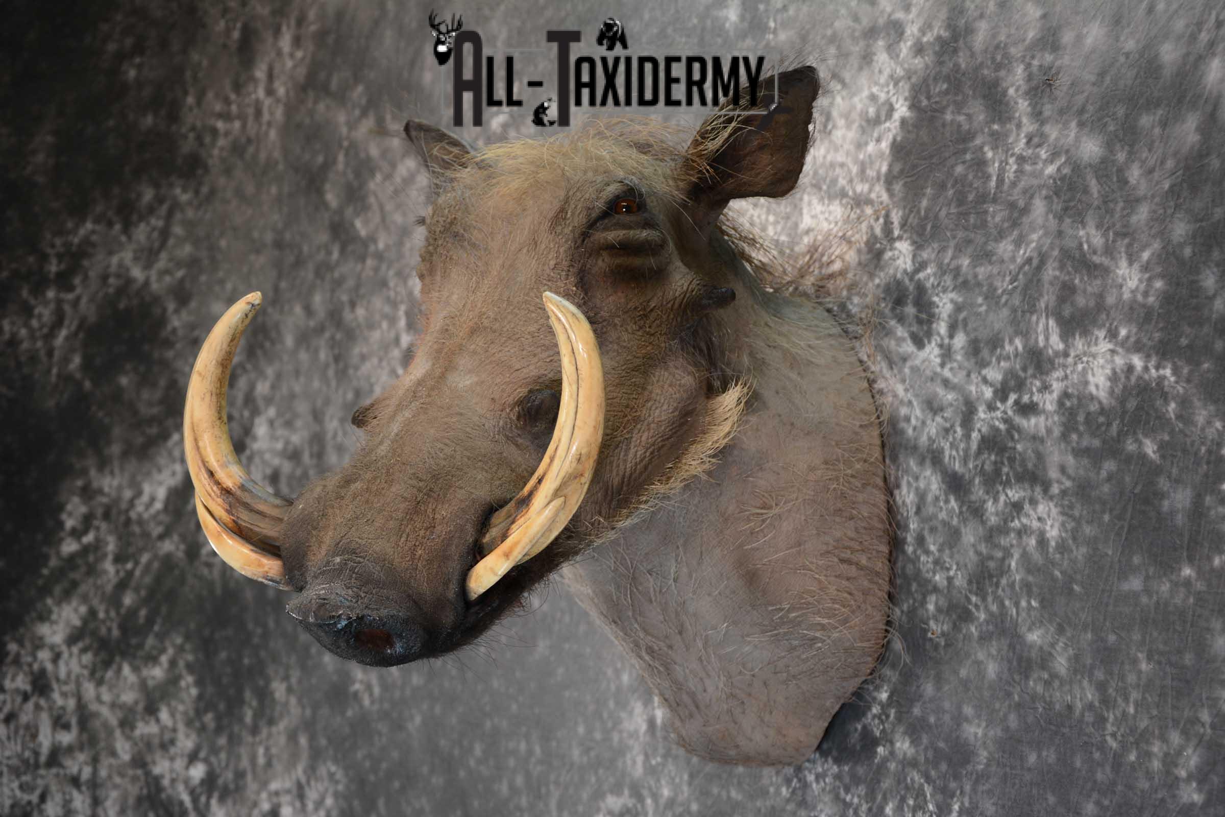 African Warthog Taxidermy shoulder mount SKU 1644 - Image 6