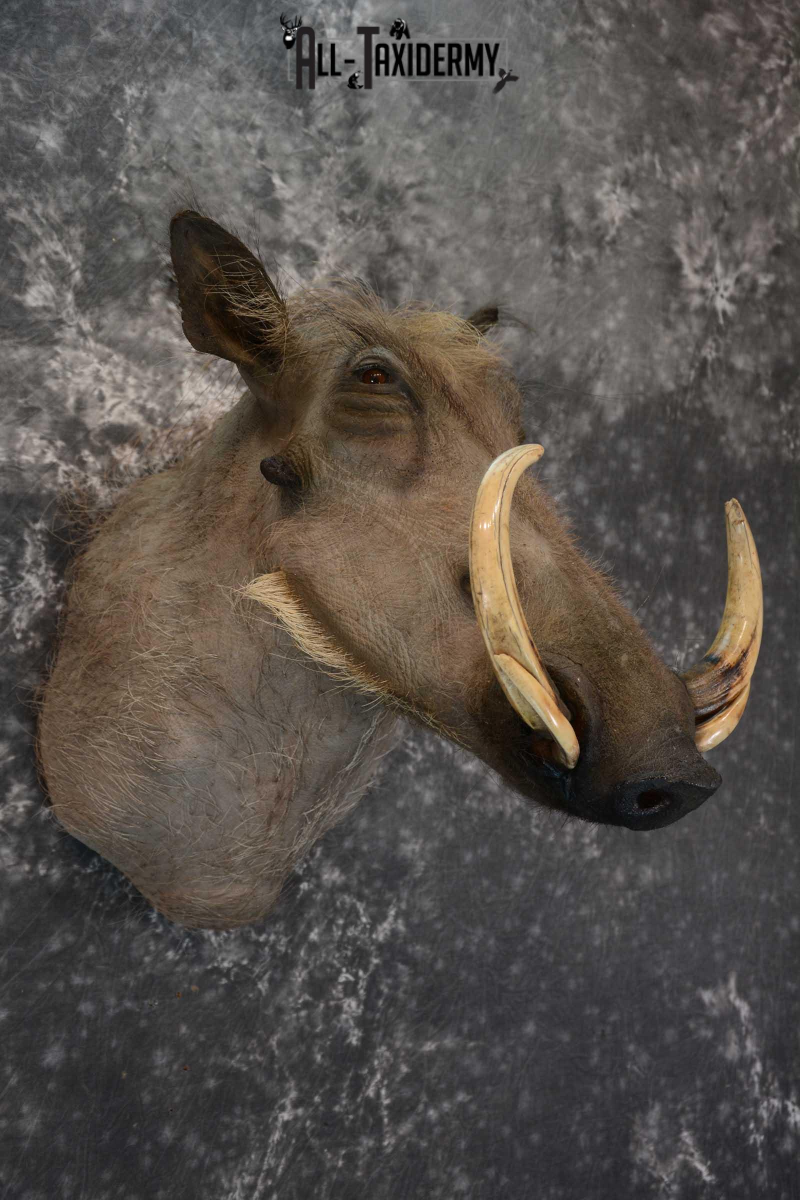 African Warthog Taxidermy shoulder mount SKU 1644 - Image 5
