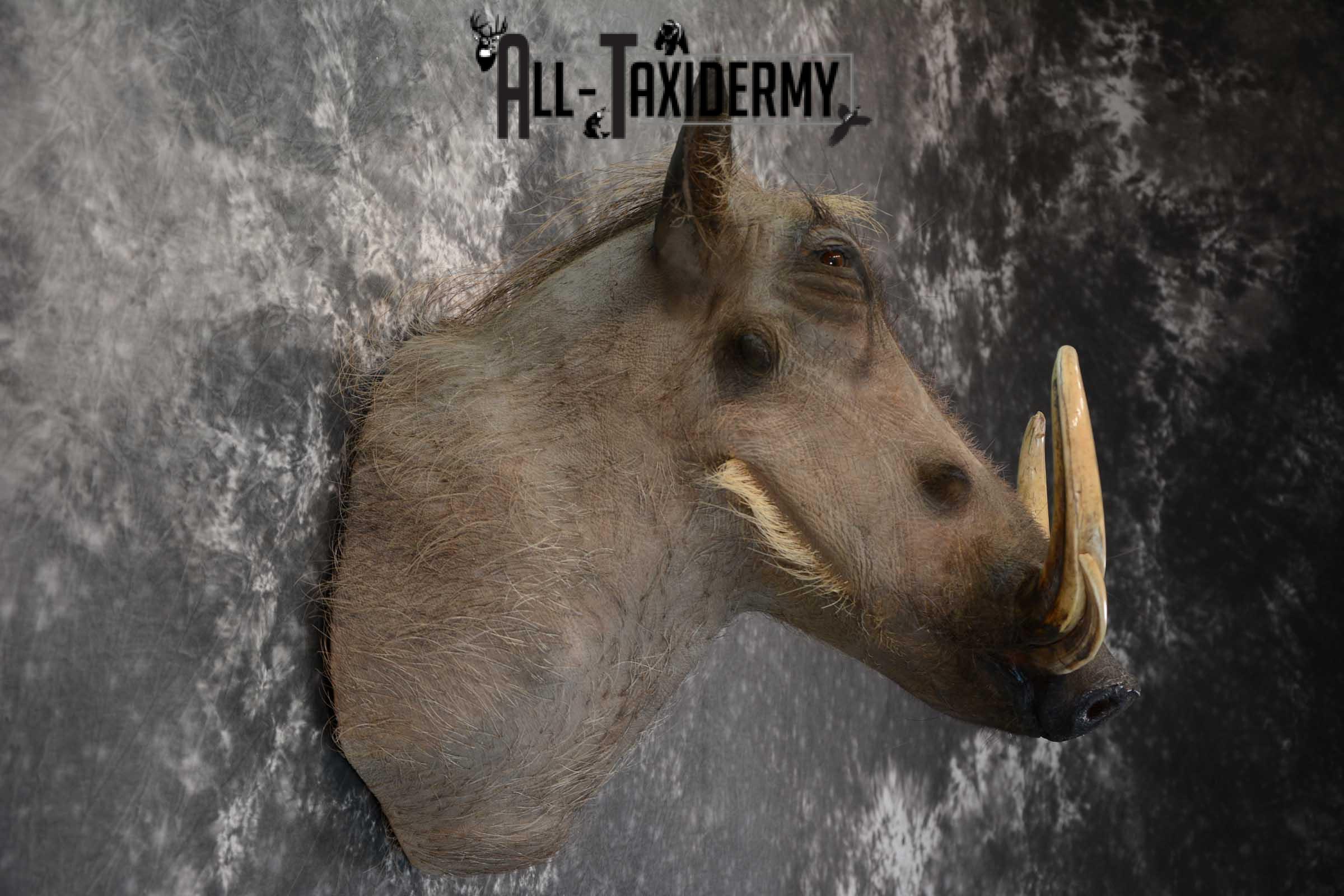 African Warthog Taxidermy shoulder mount SKU 1644 - Image 4