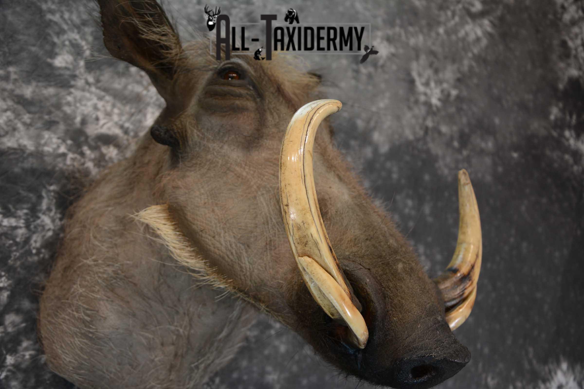 African Warthog Taxidermy shoulder mount SKU 1644 - Image 3