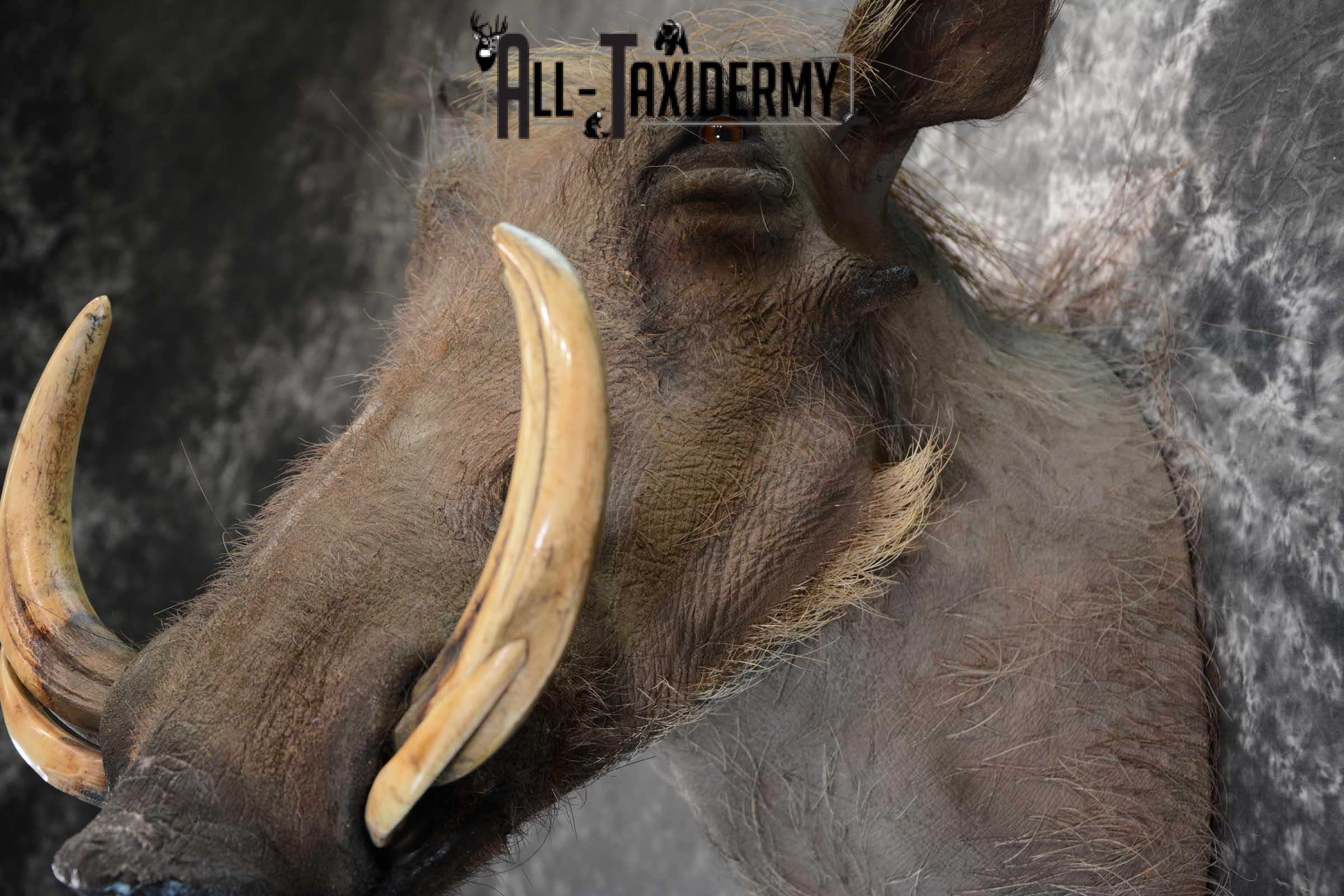 African Warthog Taxidermy shoulder mount SKU 1644 - Image 2