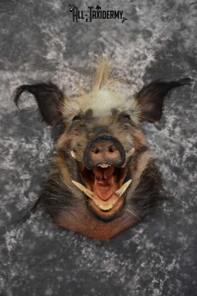 African Bush Pig taxidermy shoulder mount for sale SKU 1645