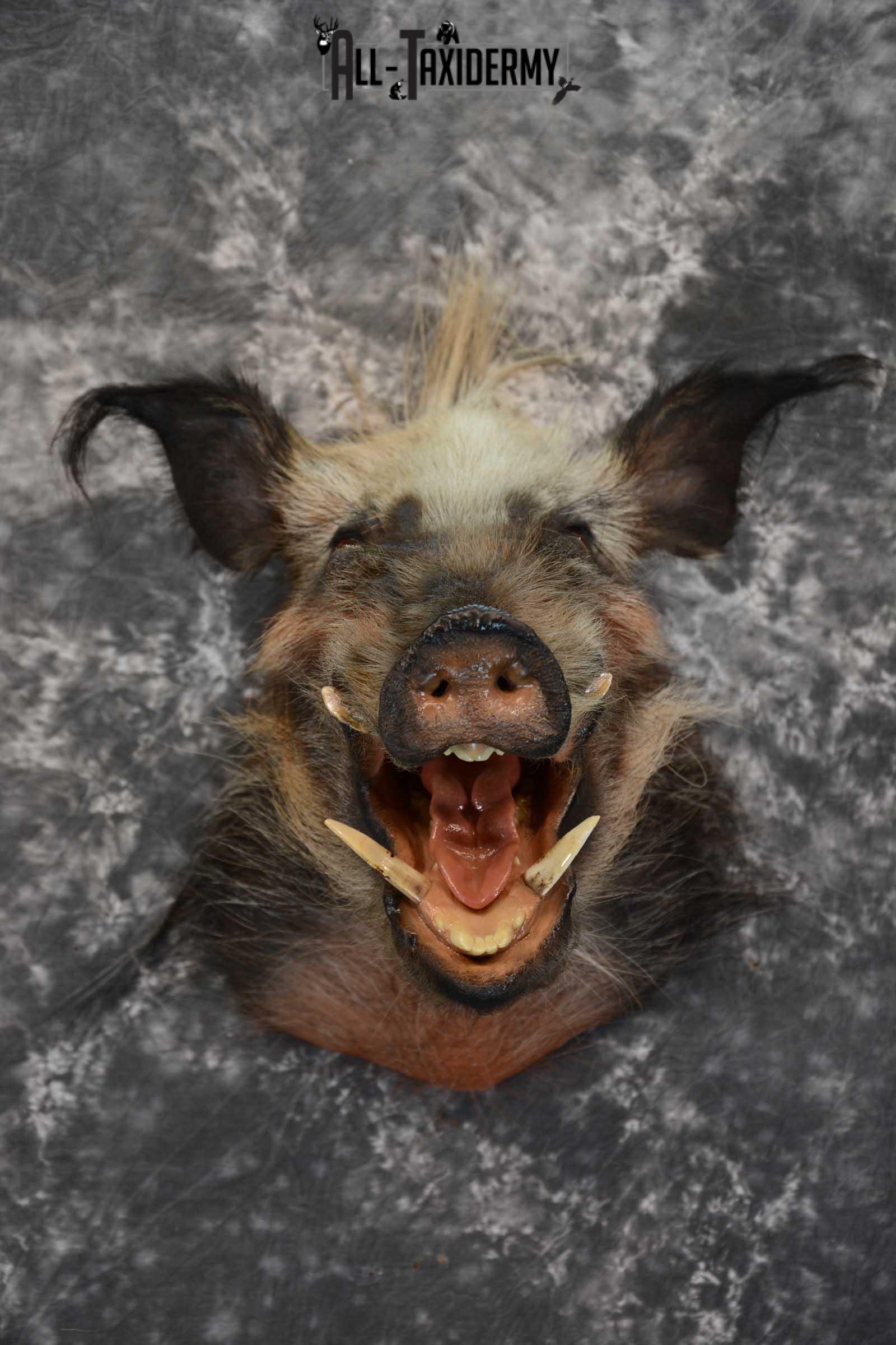 African Bush Pig taxidermy shoulder mount for sale SKU 1645