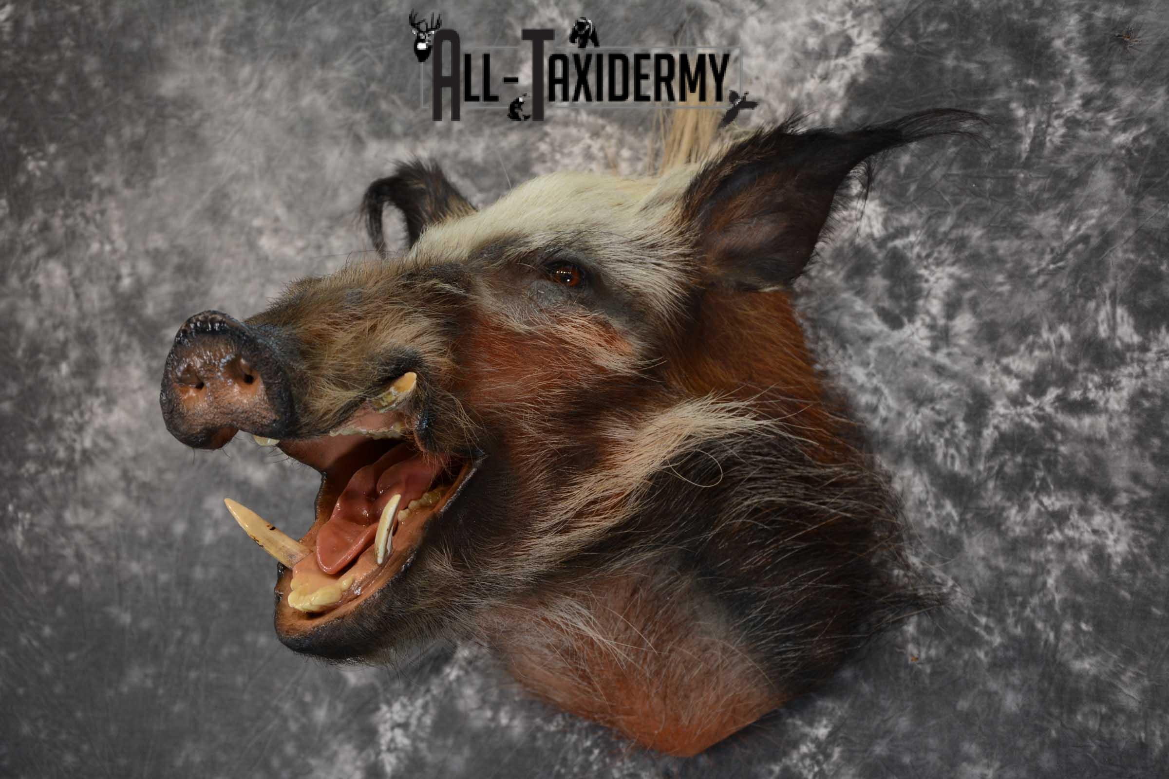 African Bush Pig taxidermy shoulder mount for sale SKU 1645 - Image 7