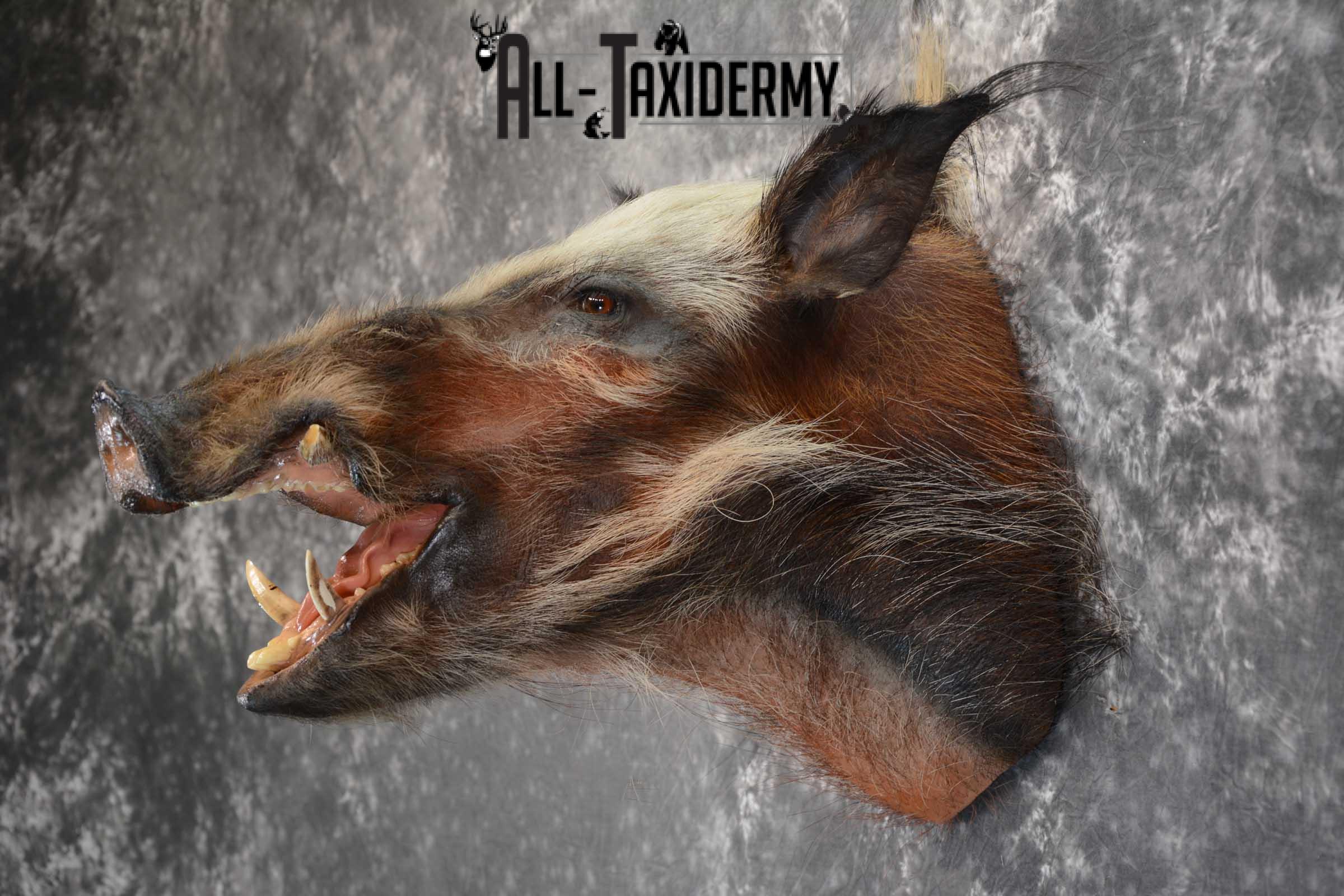 African Bush Pig taxidermy shoulder mount for sale SKU 1645 - Image 6