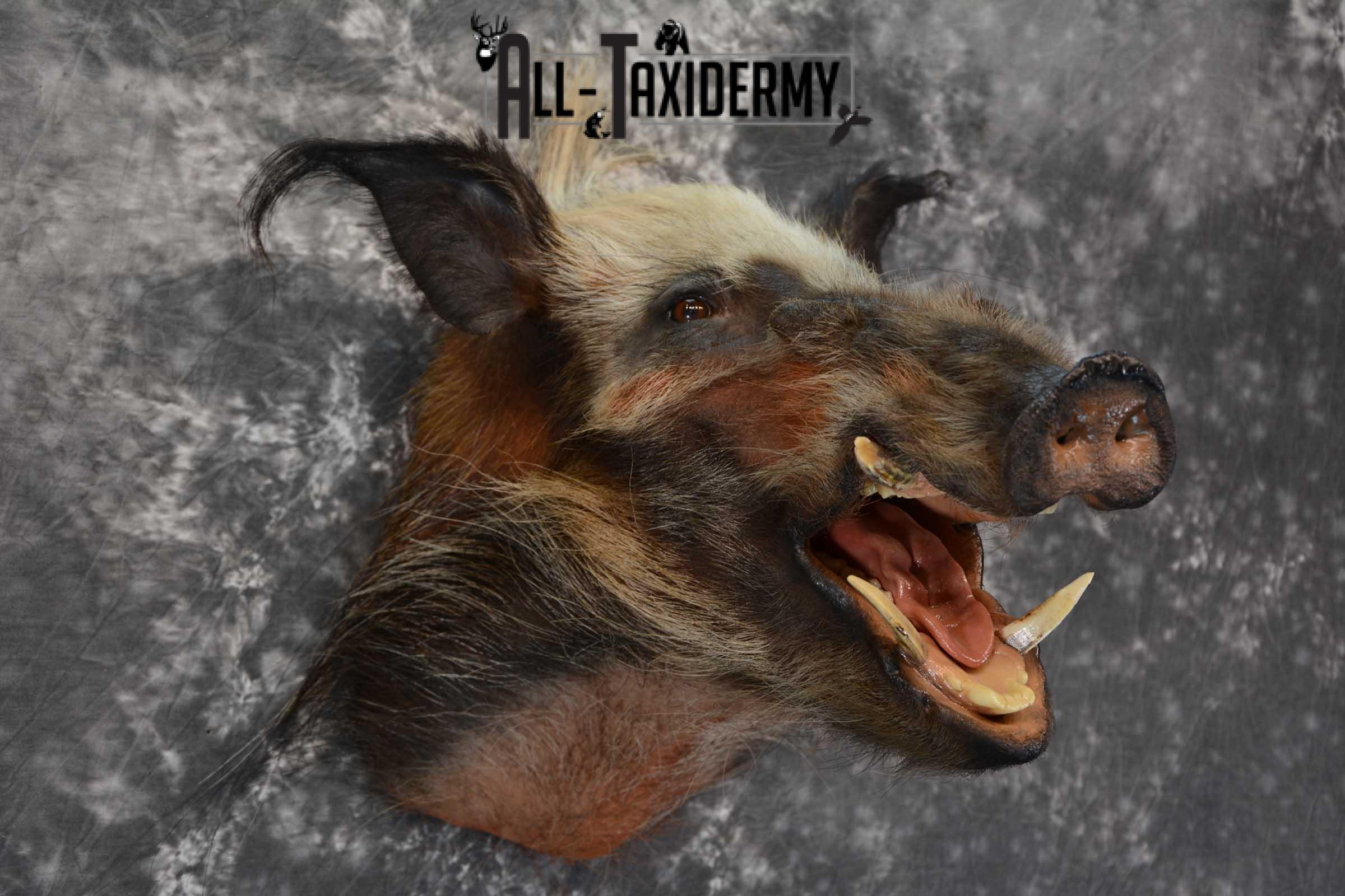 African Bush Pig taxidermy shoulder mount for sale SKU 1645 - Image 5