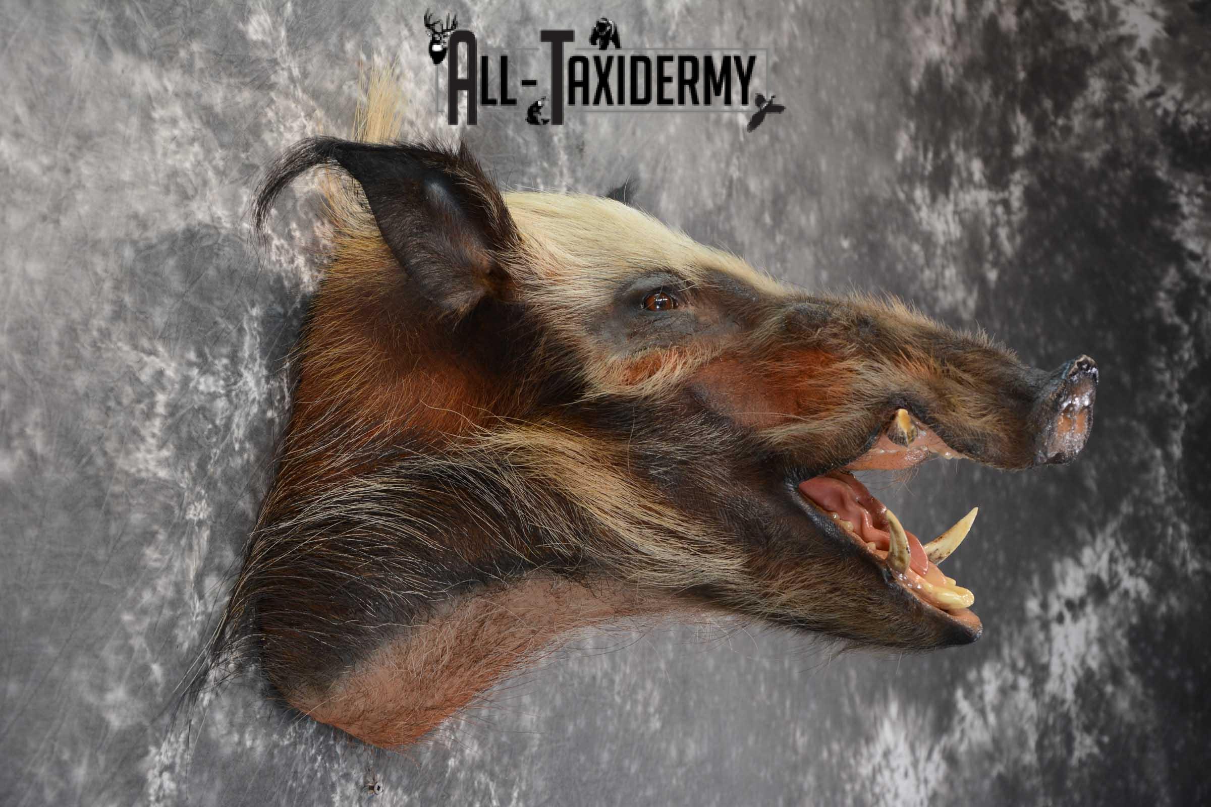 African Bush Pig taxidermy shoulder mount for sale SKU 1645 - Image 4