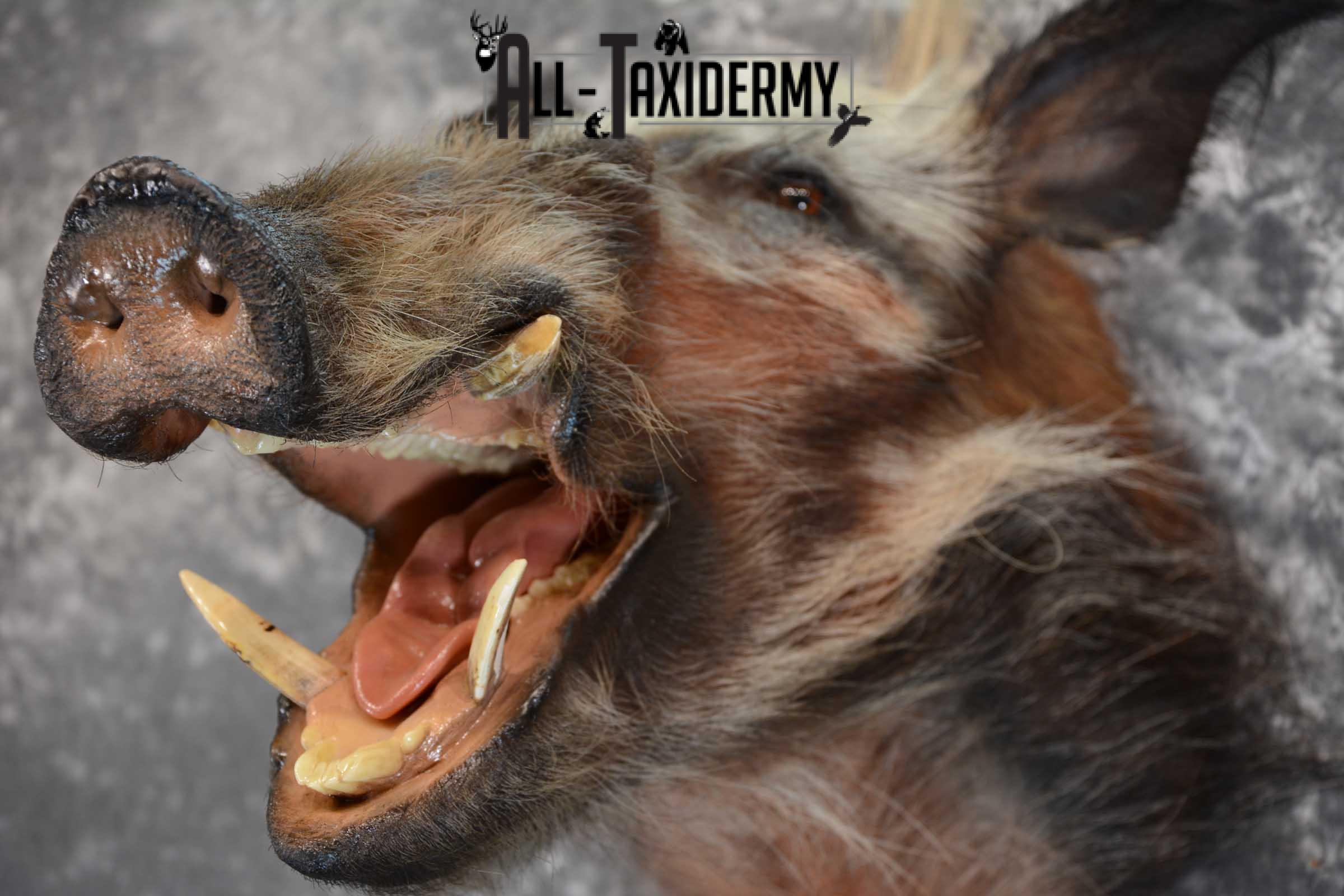 African Bush Pig taxidermy shoulder mount for sale SKU 1645 - Image 2