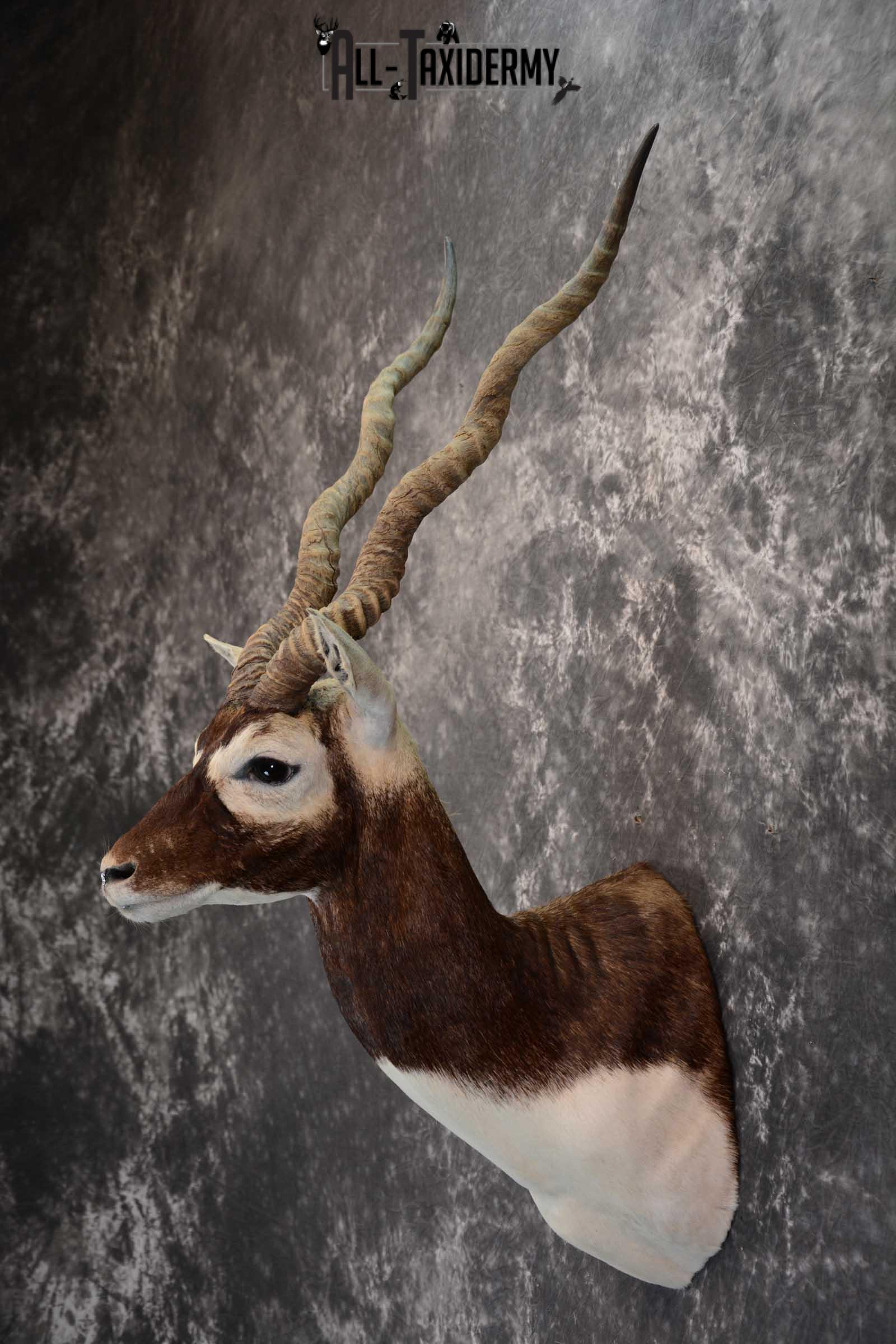 Asian Black Buck Taxidermy shoulder mount for sale SKU 1646 - Image 7
