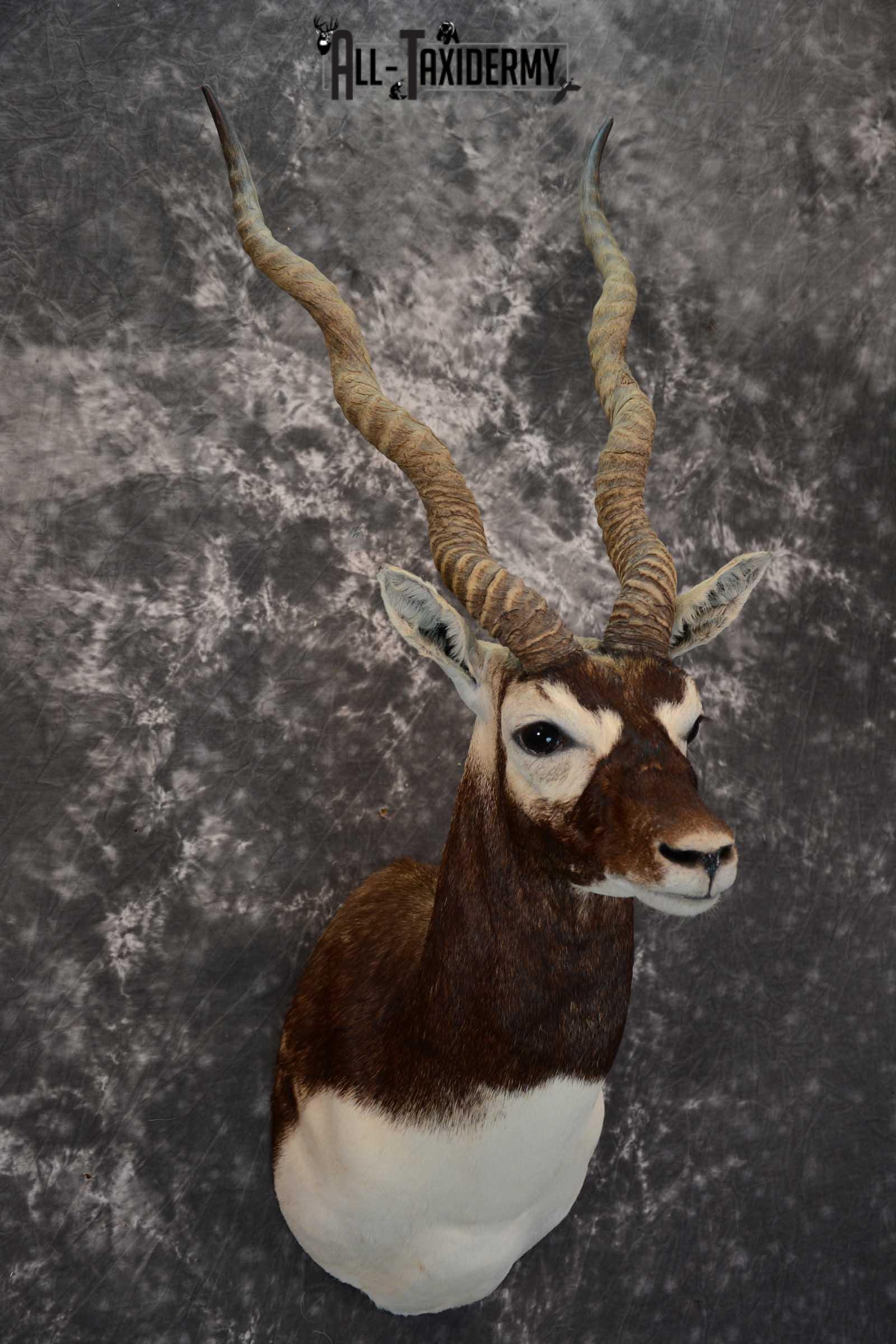 Asian Black Buck Taxidermy shoulder mount for sale SKU 1646 - Image 6