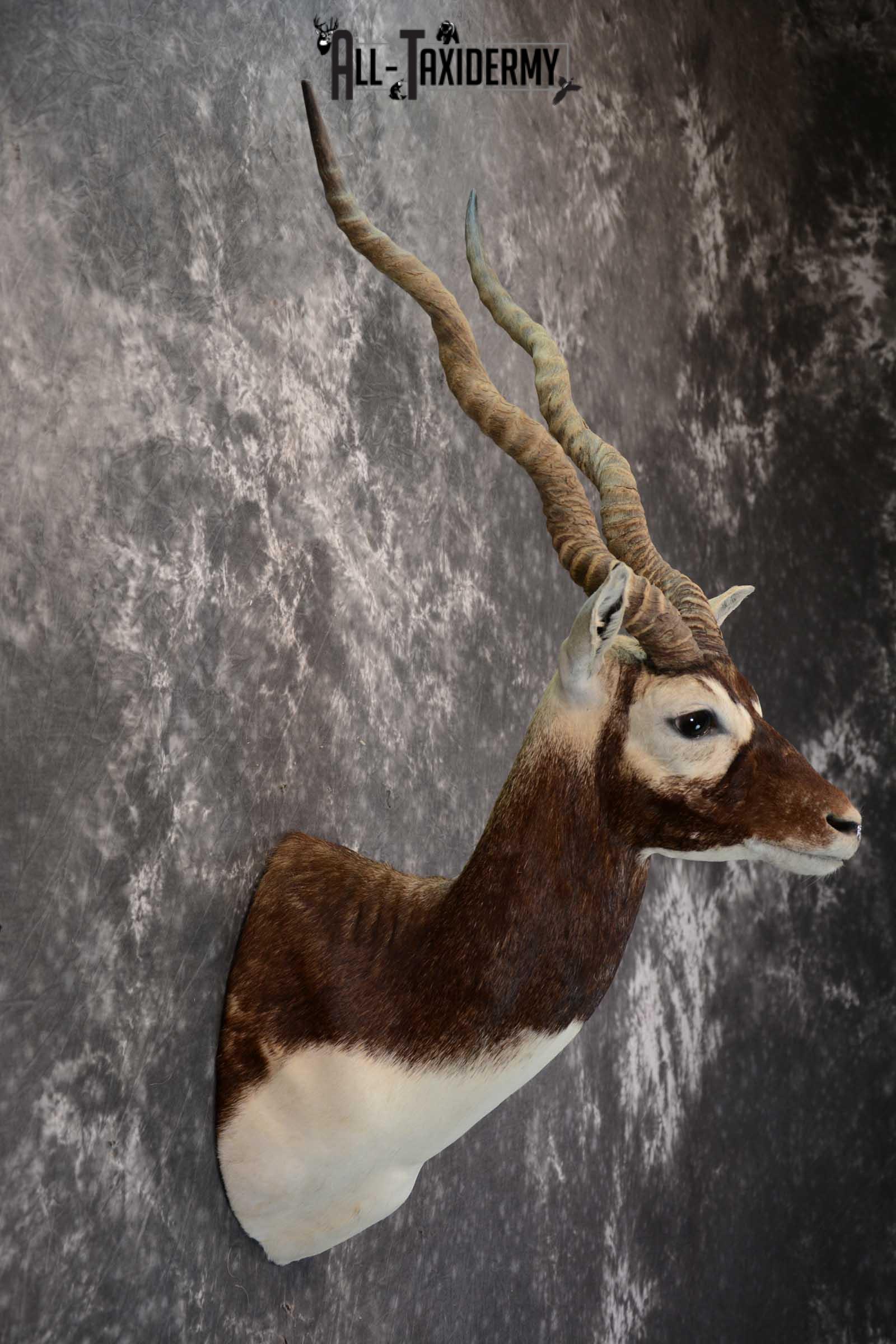Asian Black Buck Taxidermy shoulder mount for sale SKU 1646 - Image 5
