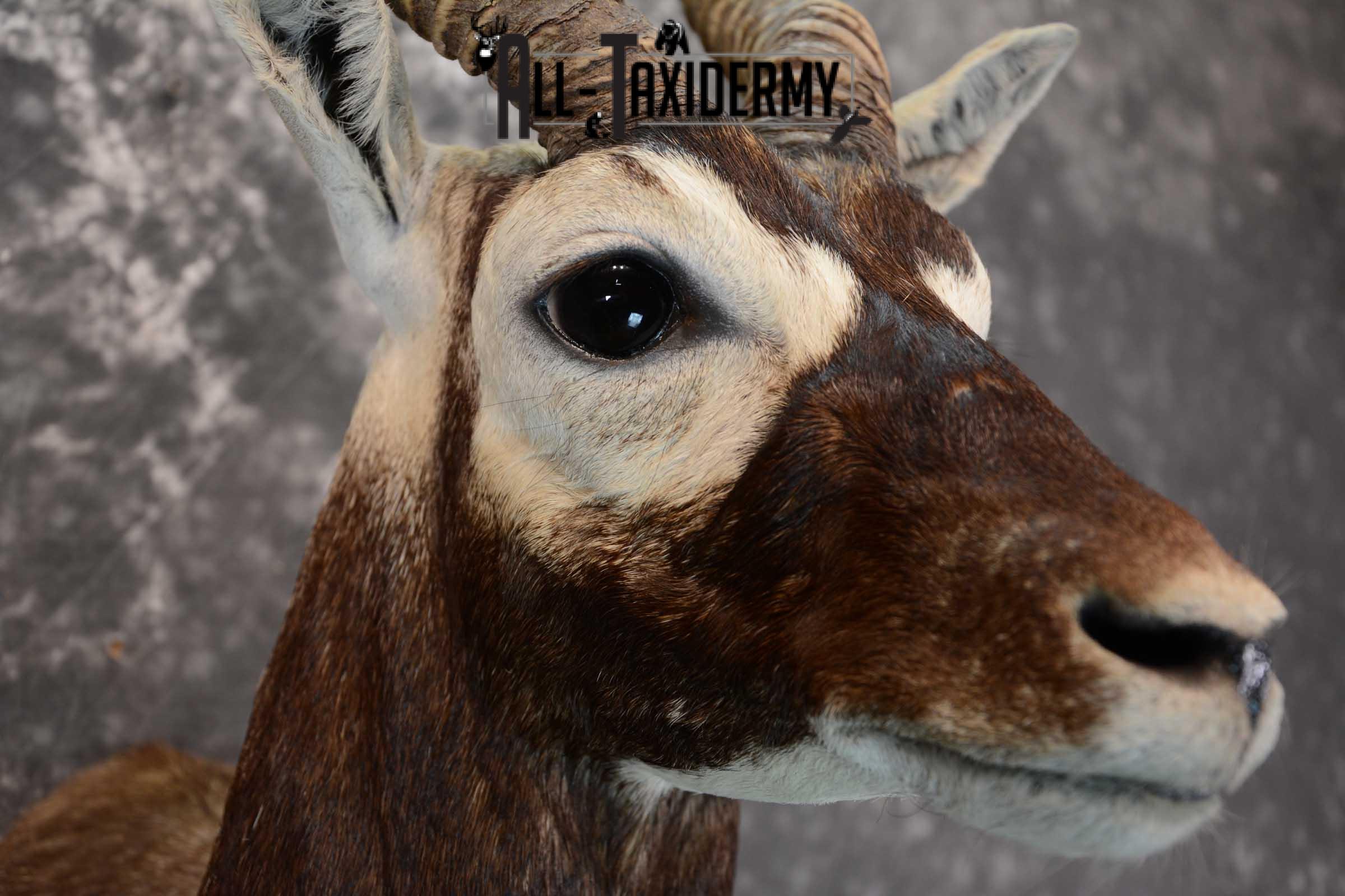 Asian Black Buck Taxidermy shoulder mount for sale SKU 1646 - Image 4