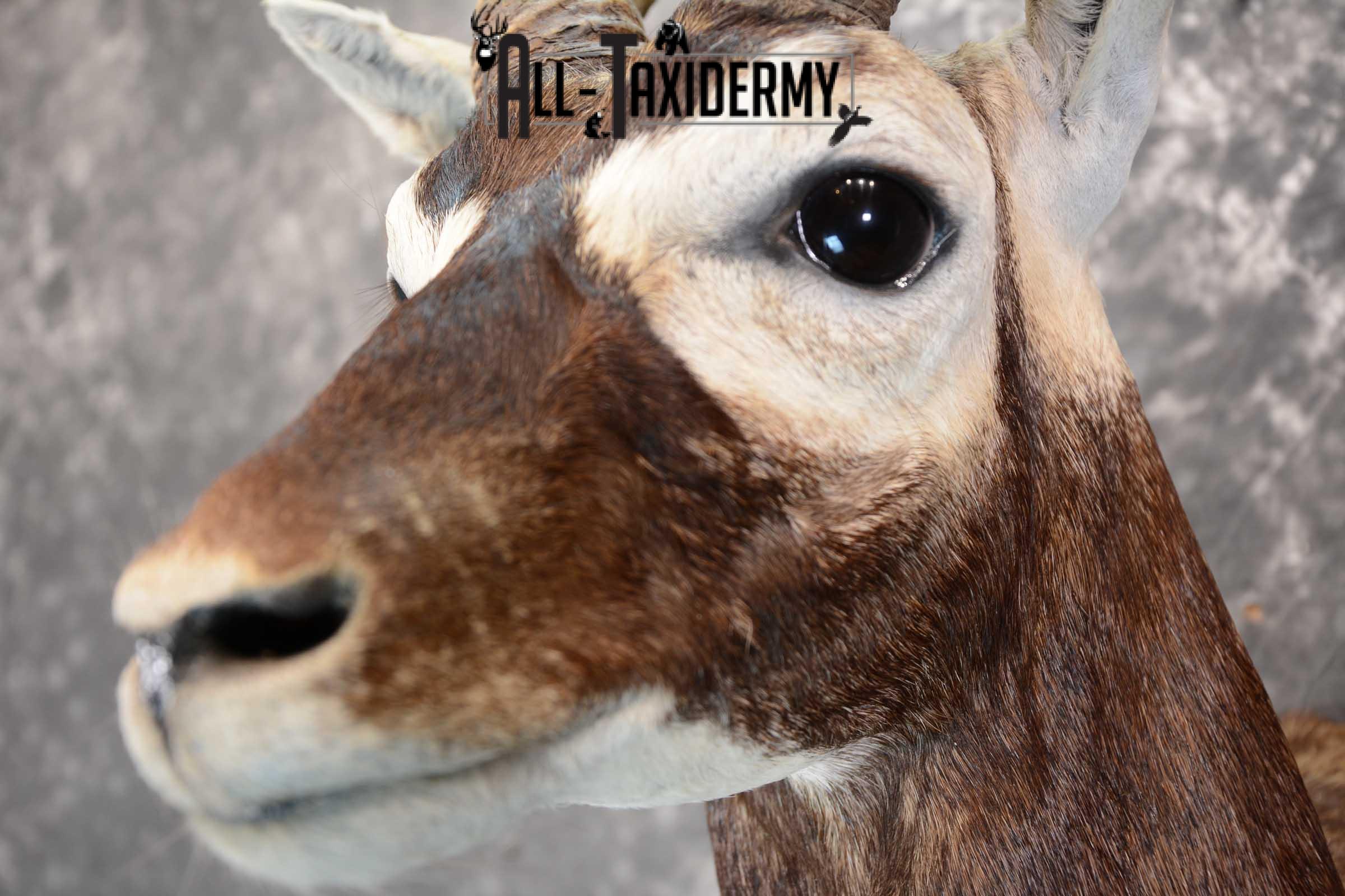 Asian Black Buck Taxidermy shoulder mount for sale SKU 1646 - Image 3