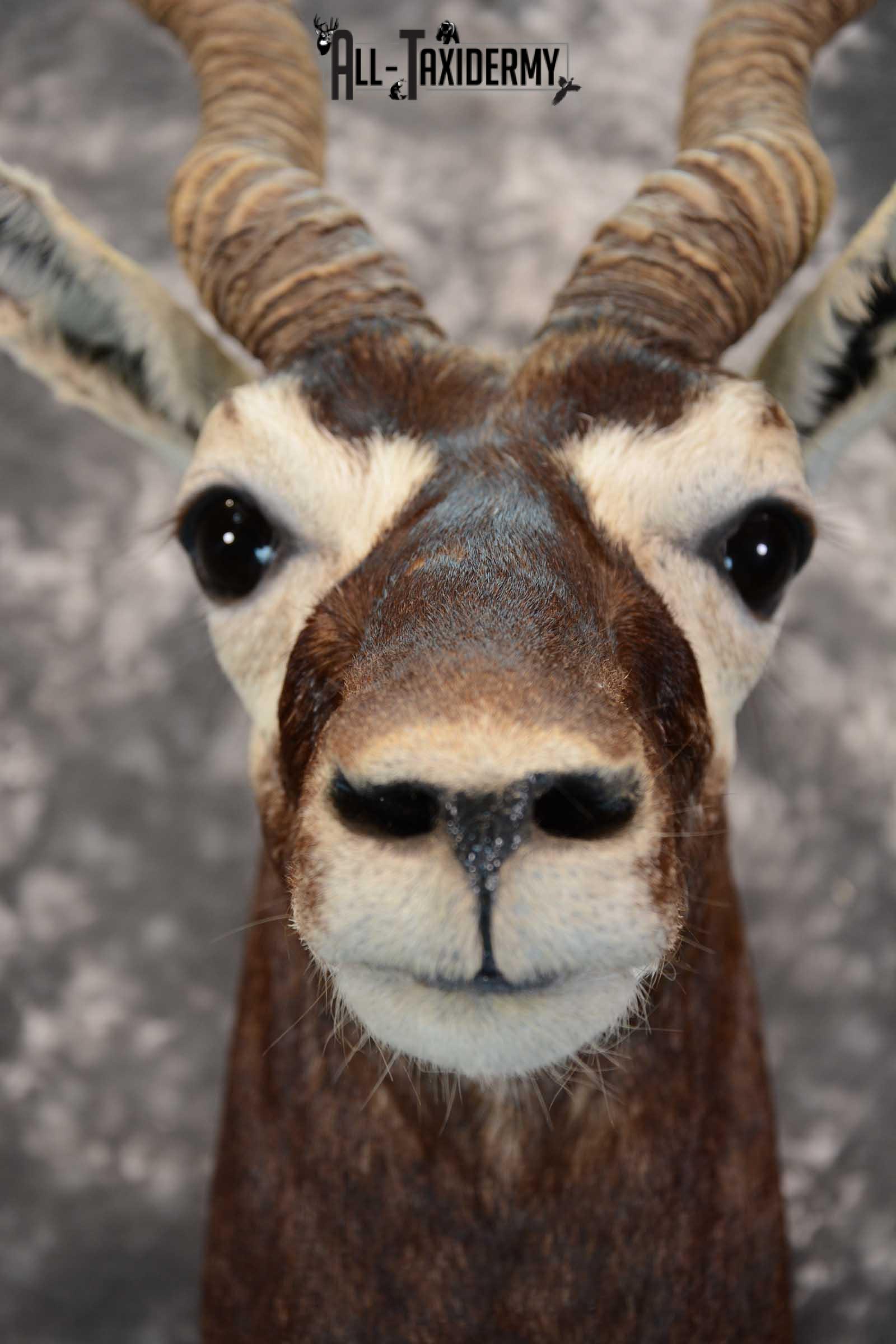 Asian Black Buck Taxidermy shoulder mount for sale SKU 1646 - Image 2