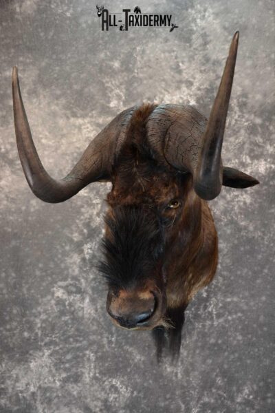 African Black Wildebeest taxidermy shoulder mount for sale SKU 1647