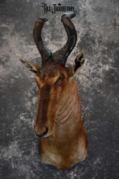 African Red Hartebeest Taxidermy shoulder mount for sale SKU 1648