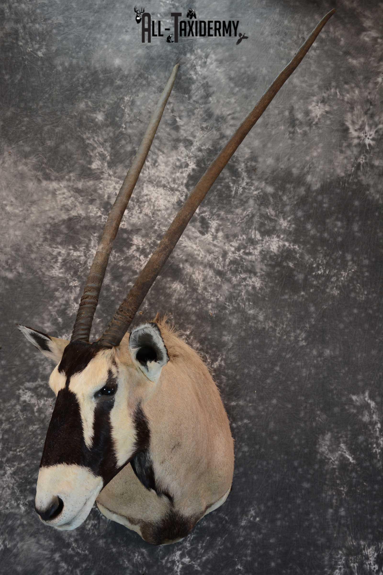 African Gemsbok taxidermy shoulder mount for sale SKU 1649