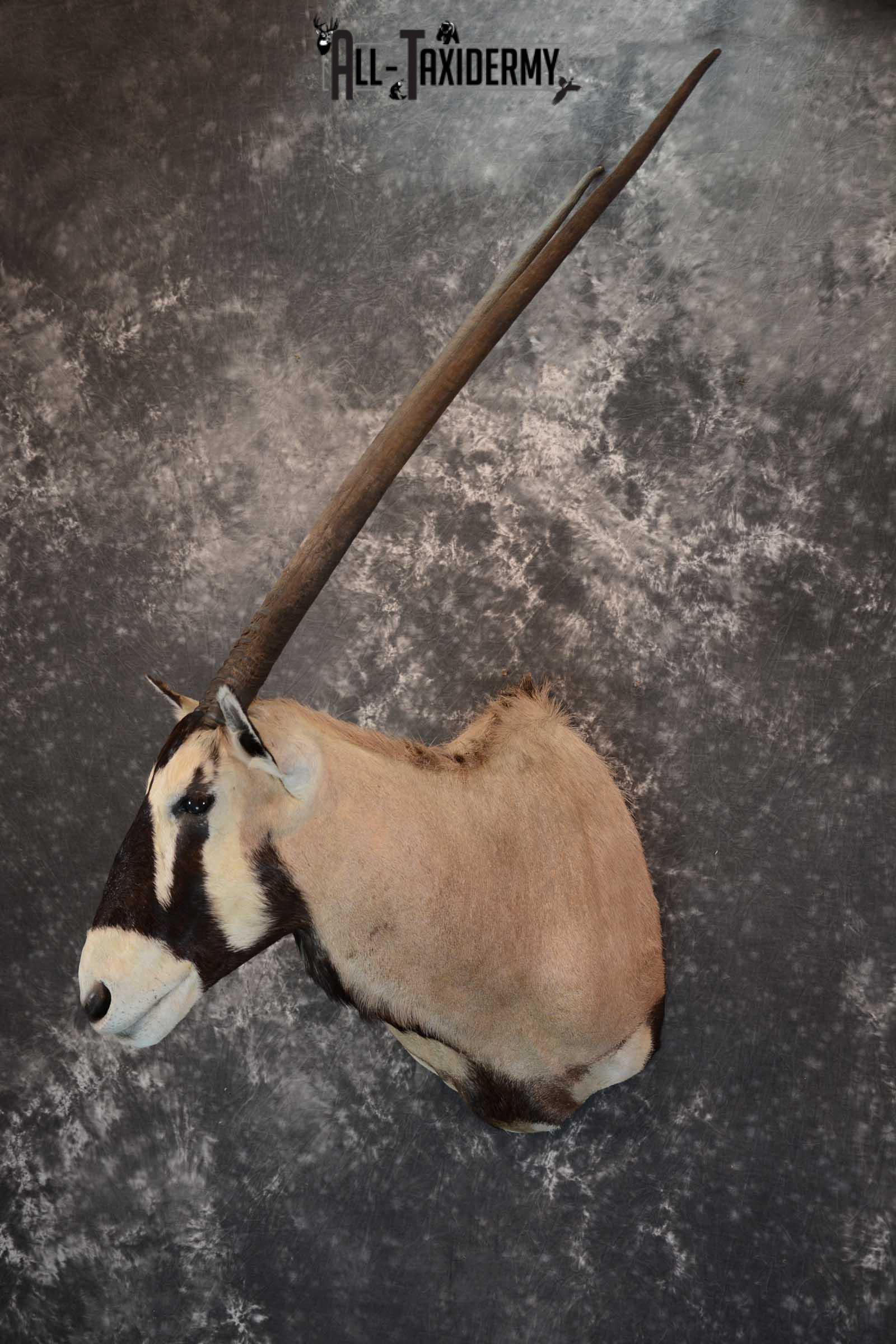 African Gemsbok taxidermy shoulder mount for sale SKU 1649 - Image 8